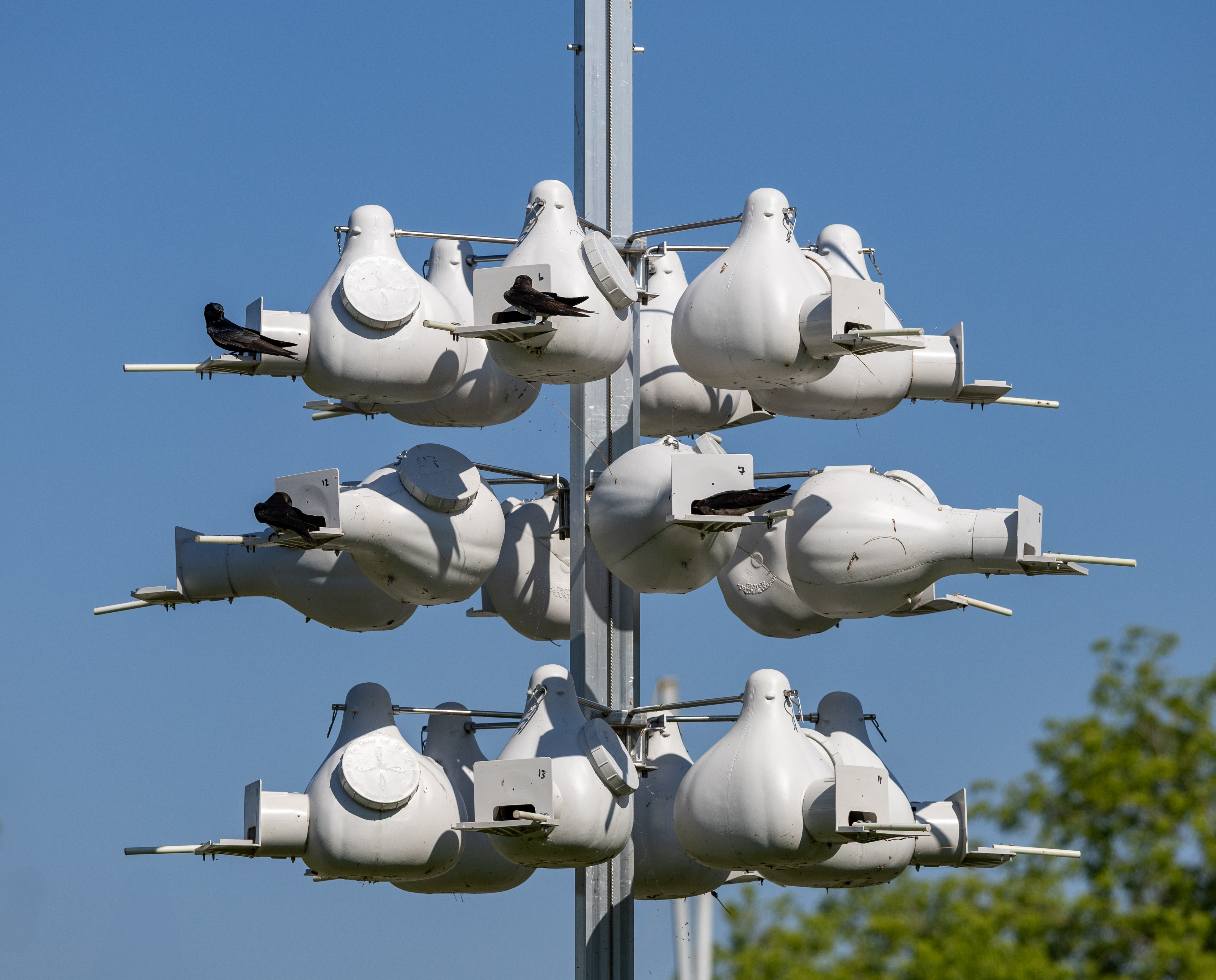 White gourd-shaped nesting boxes on a tall pole with dark birds perched on them against a blue sky.