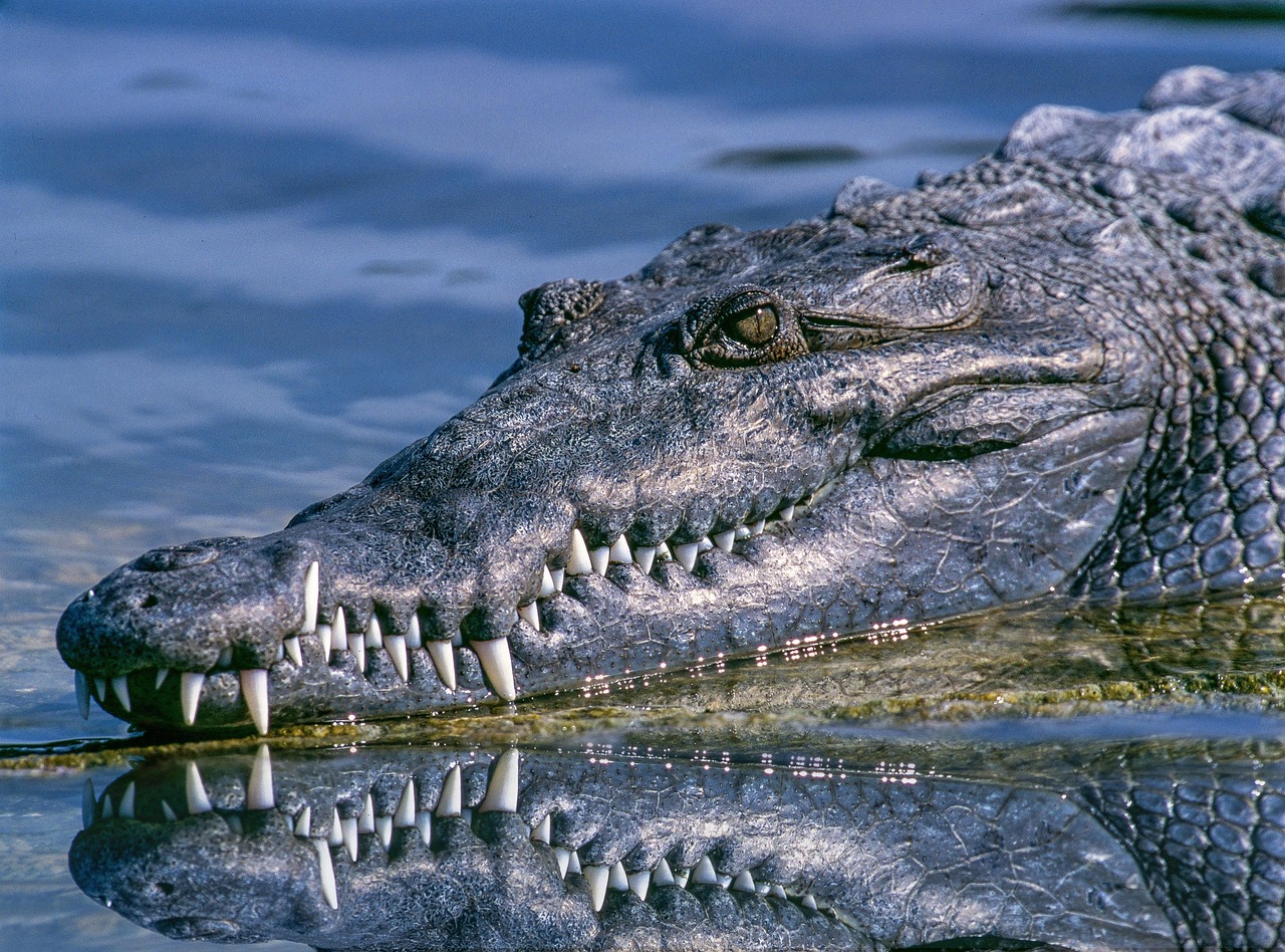 Crocodile, animal, reptile, close up, crocodile teeth, head, portrait, scales, scaly, animal world, wildlife photography