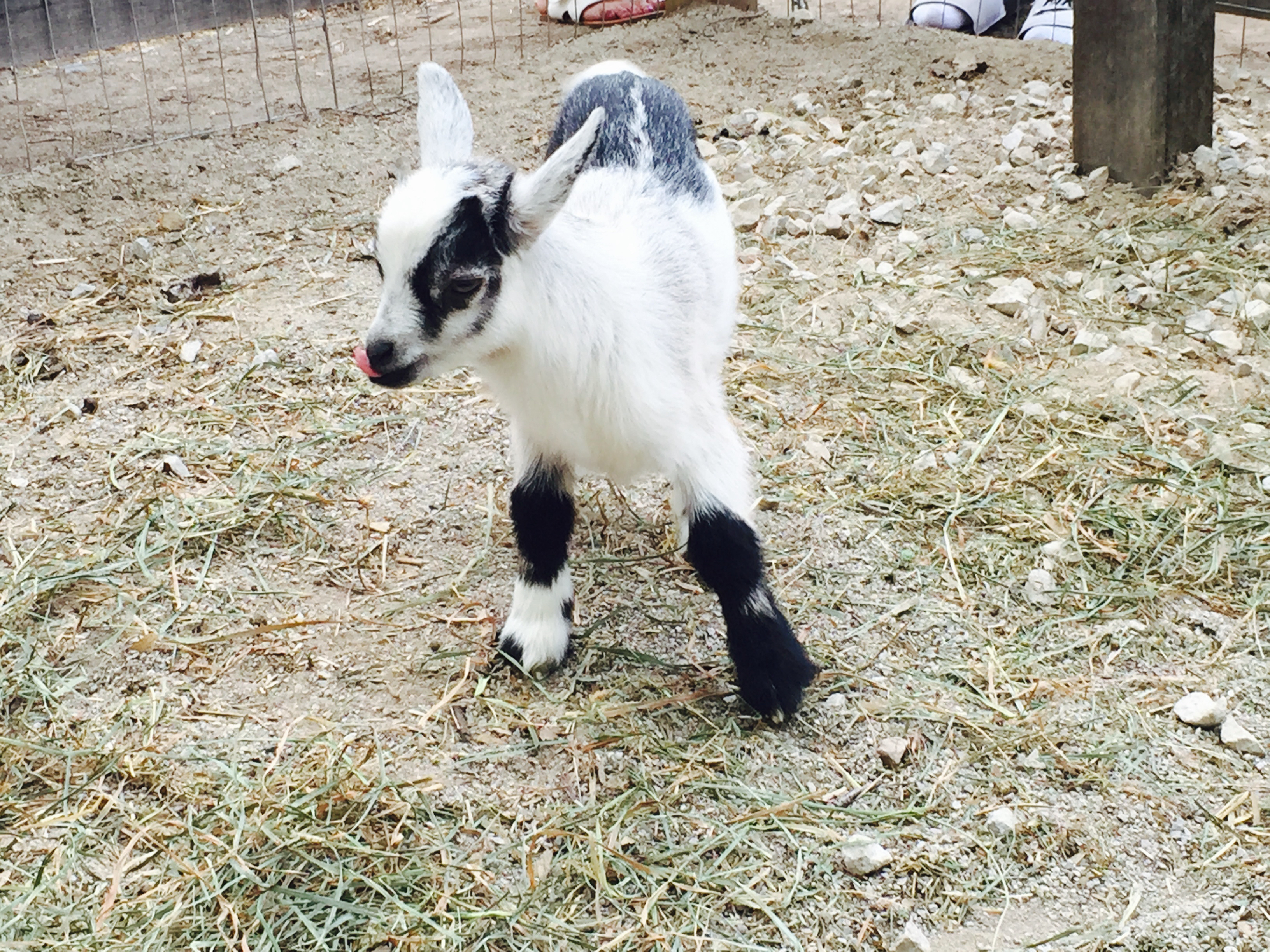 A black and white baby goat standing on hay-covered ground in a petting zoo enclosure.