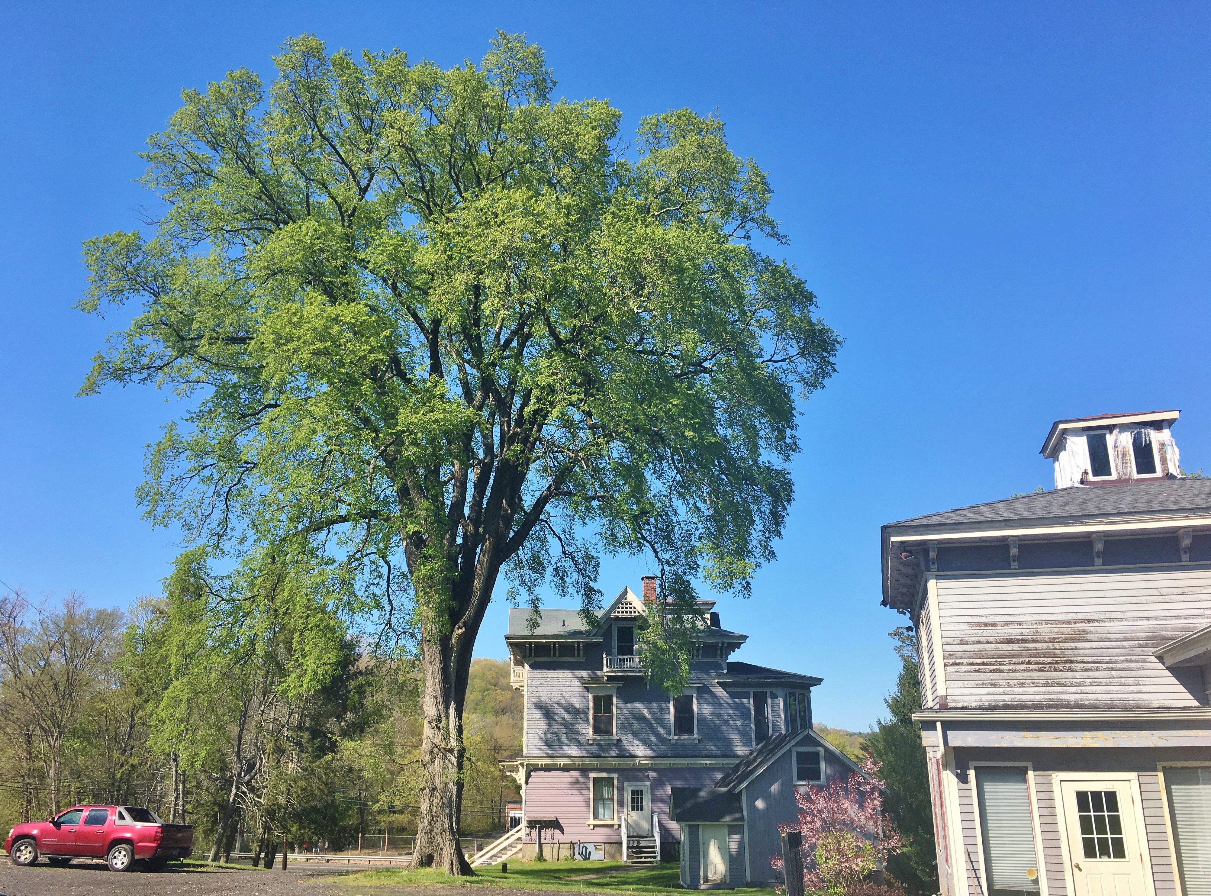 A tall American elm tree in full leaf stands beside a Victorian-style house.