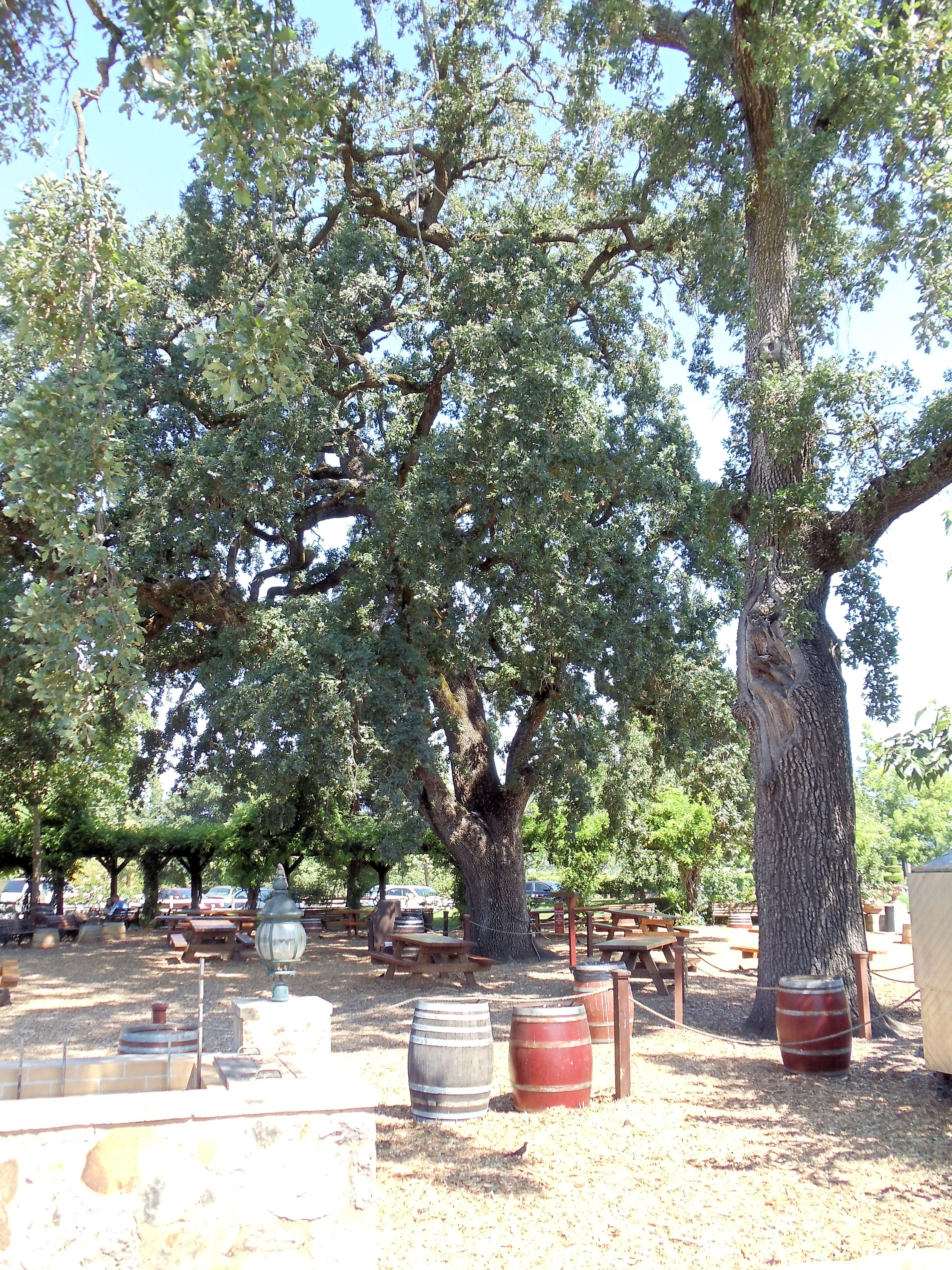 Shaded outdoor winery grounds with large oak trees, wooden barrels, and picnic tables.