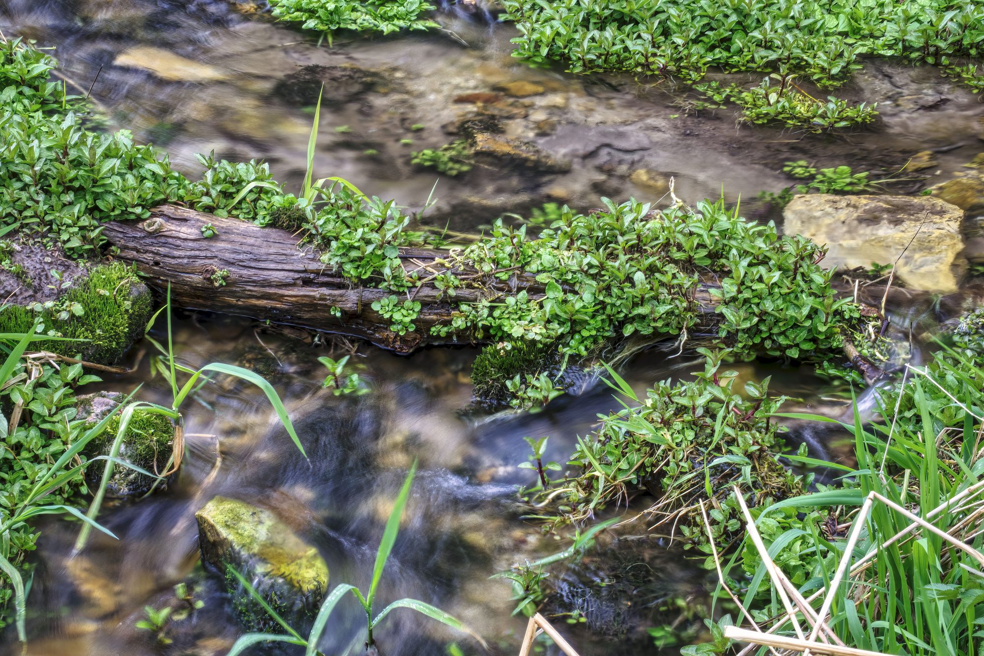 A tranquil stream flowing through lush greenery and stones.