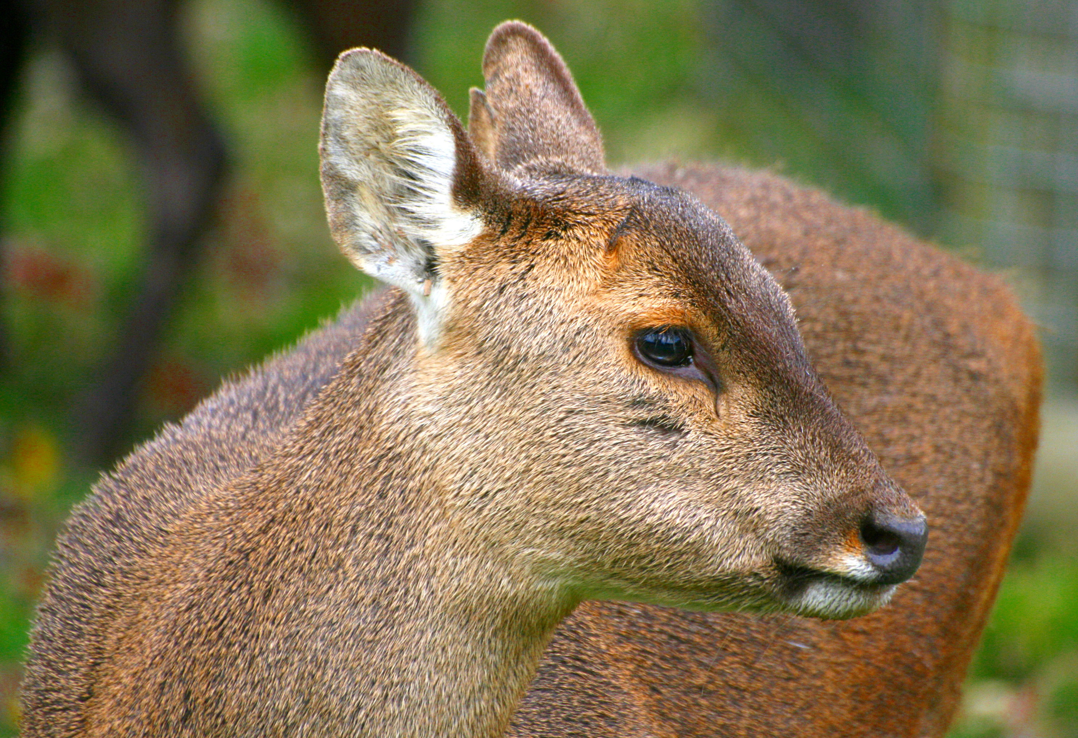 Close-up of a brown deer with large ears against a blurred green background.