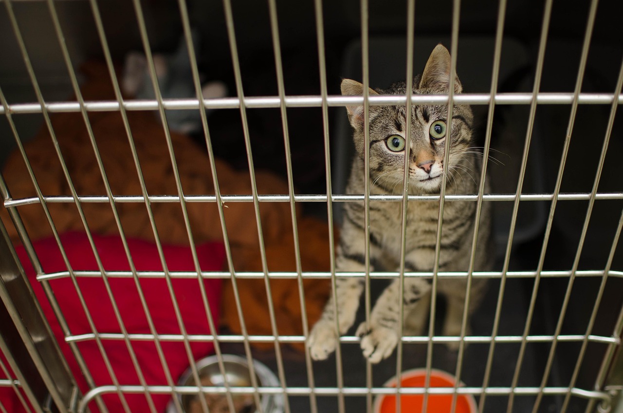 Cat, sadness, animal, sad, pet cat, shelter, sick cat, cat's eyes, pet, cage