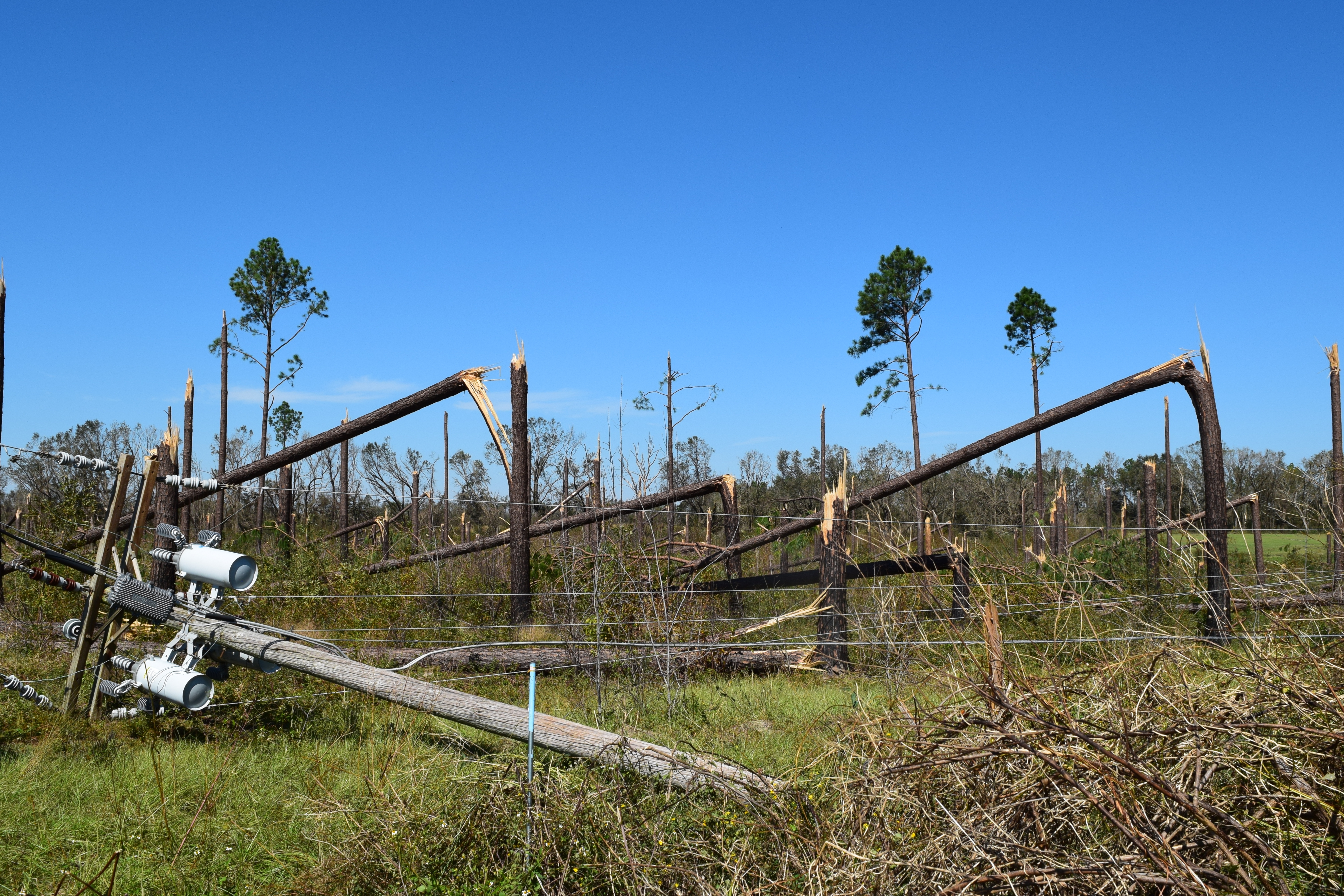 Downed utility poles and snapped pine trees scattered across a landscape after severe wind damage.