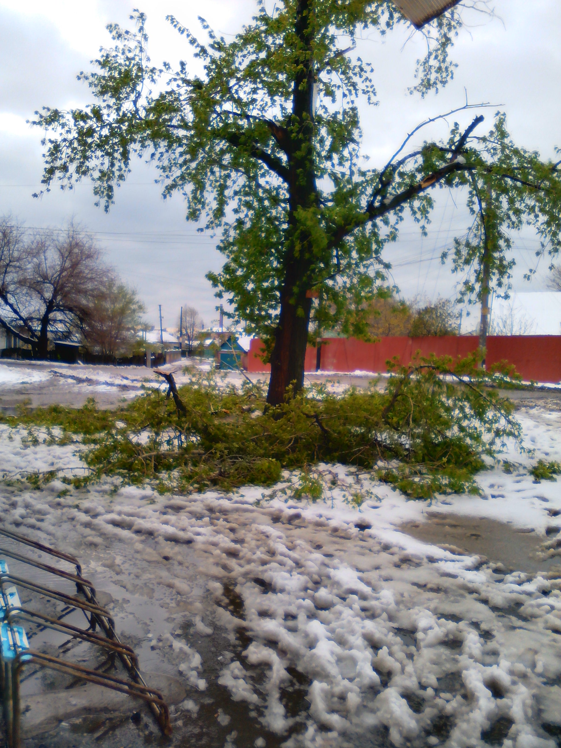 Large tree with broken branches fallen onto a wet street under a grey sky.