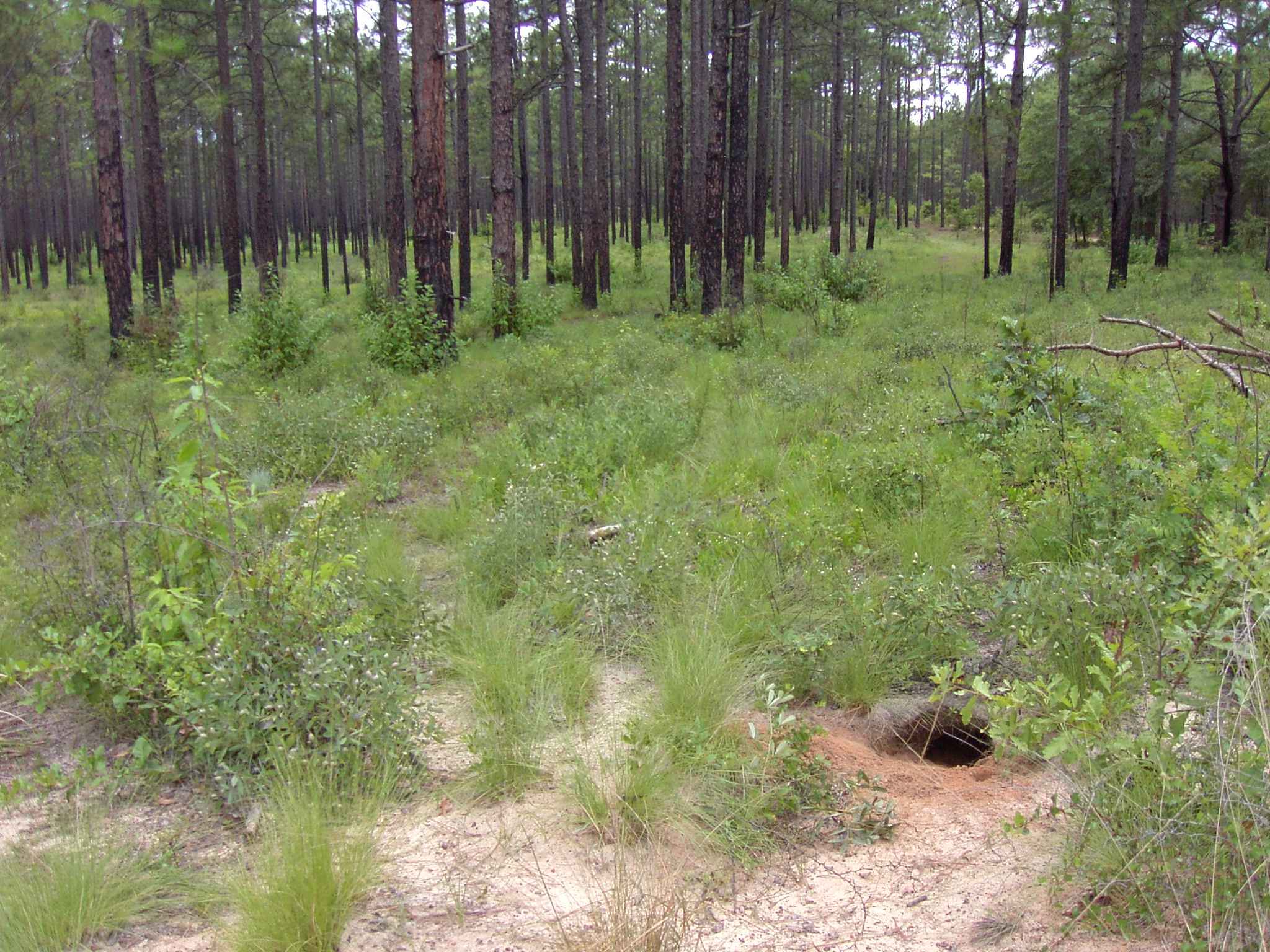 Sandy gopher tortoise burrow entrance surrounded by wiregrass and pine woodland.