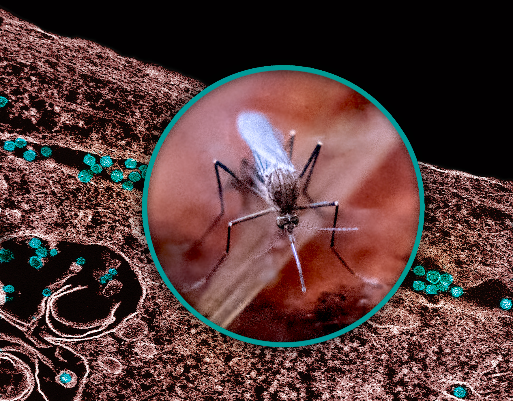 Close-up of a Culex mosquito beside a colorized electron micrograph of West Nile virus particles.
