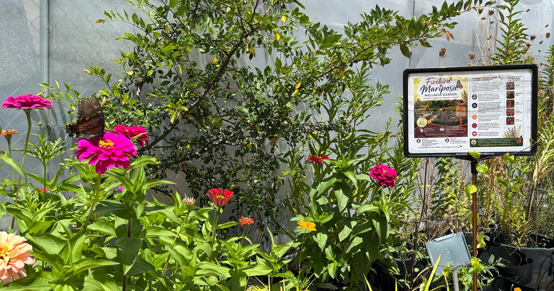 A butterfly rests on a pink zinnia in a colorful garden with a sign reading Firebird Mariposa.
