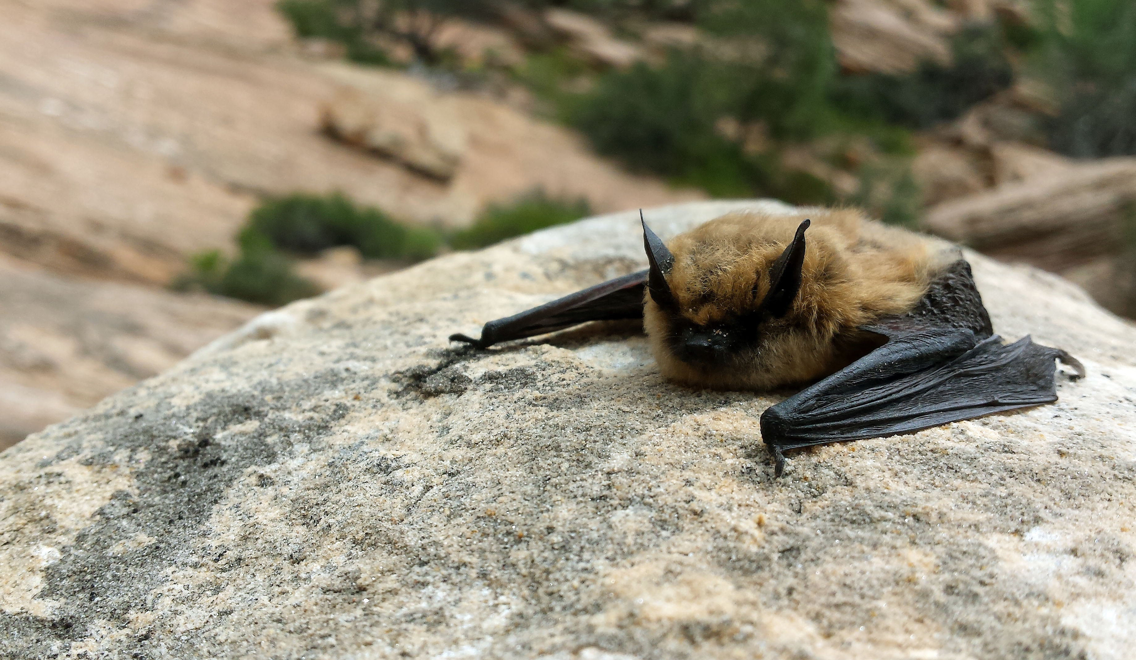 A brown bat rests with wings spread on a rocky surface outdoors.
