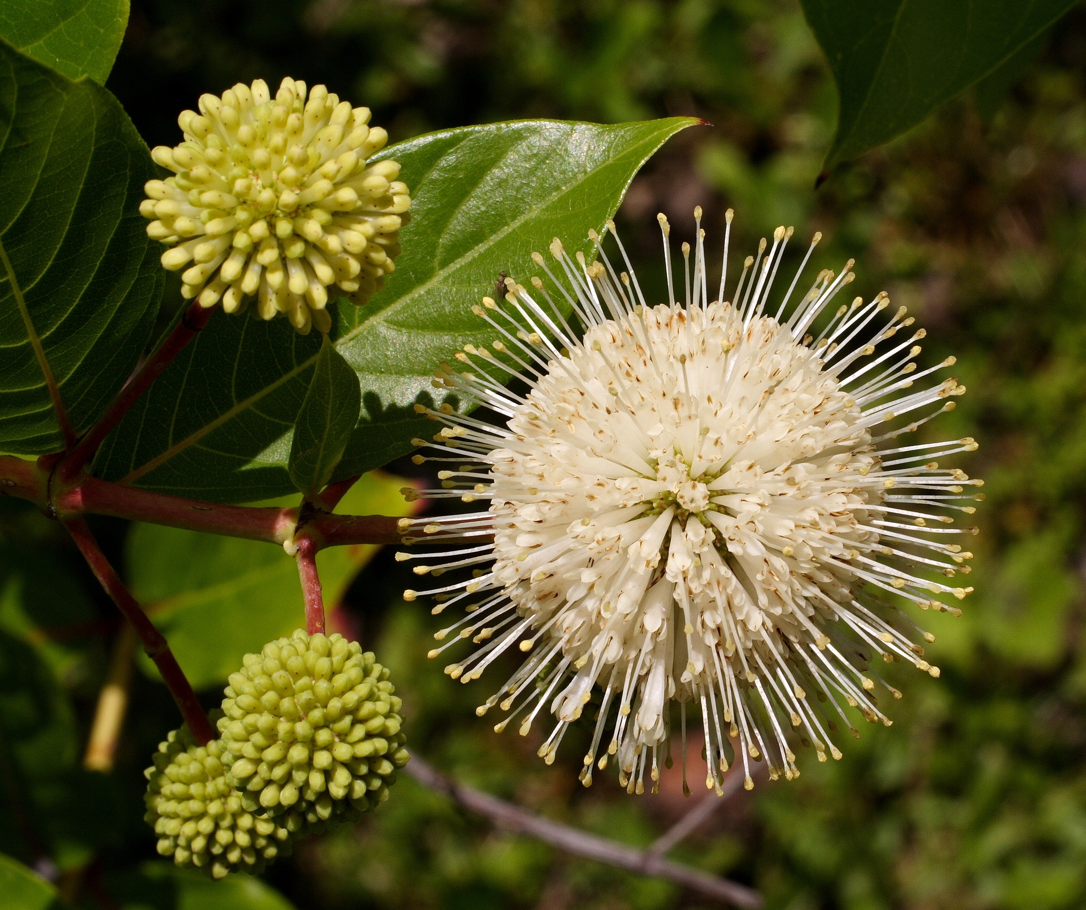 White spherical buttonbush flower blooming at the grassy edge of a retention pond.