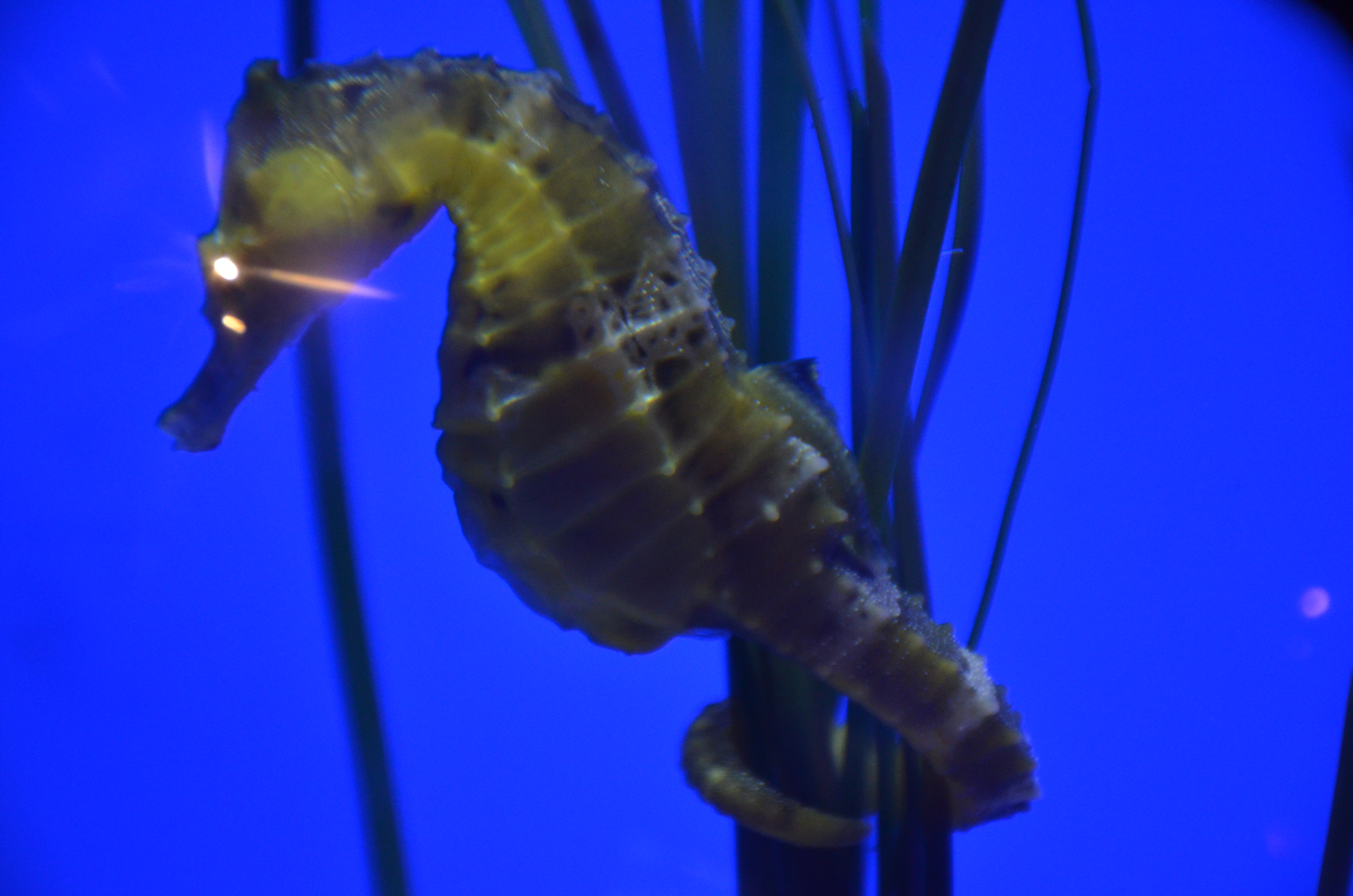 A yellow-brown giant Pacific seahorse clinging to a stem in a blue-lit aquarium tank.