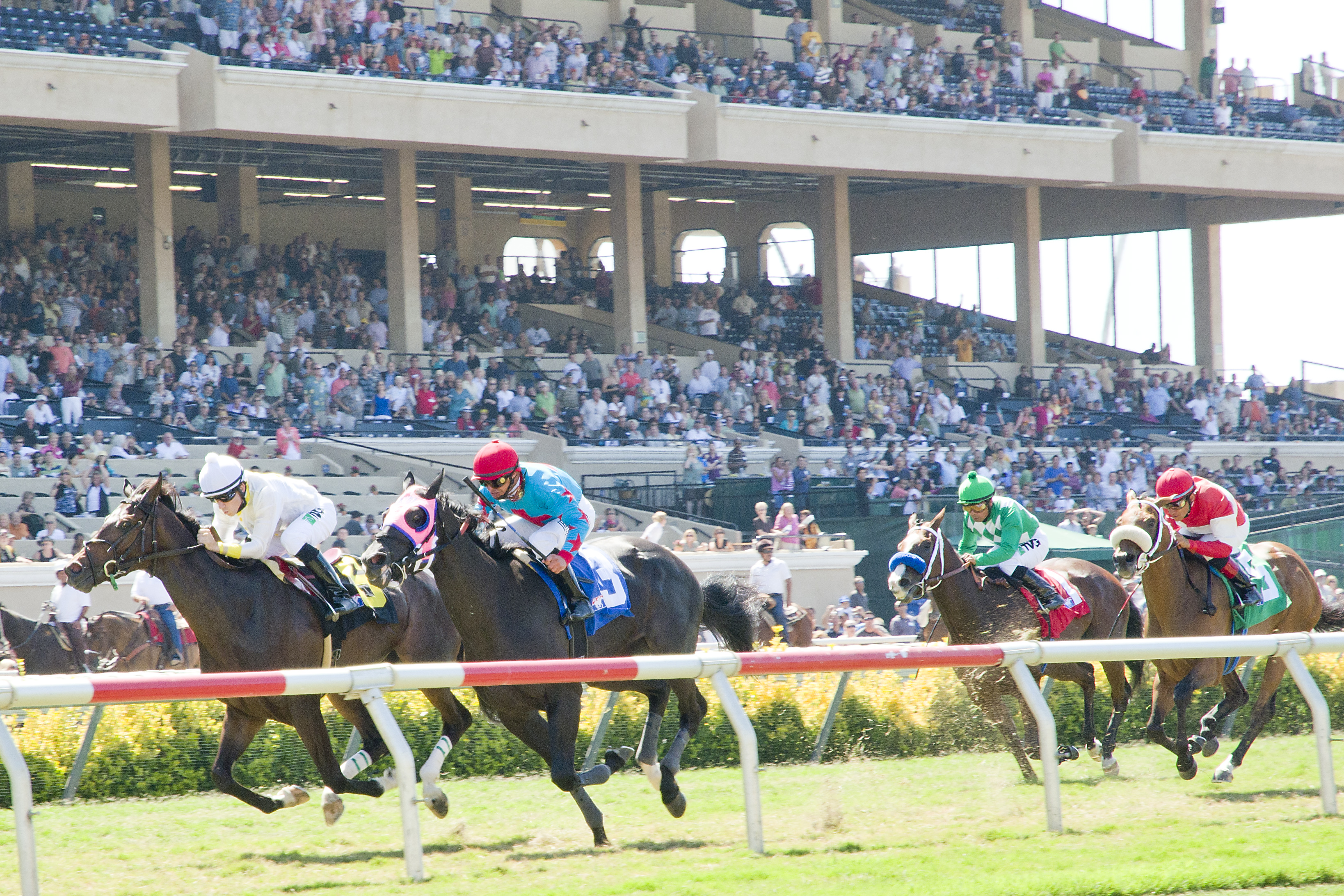 Several horses and jockeys racing on a turf track with a packed grandstand behind them.