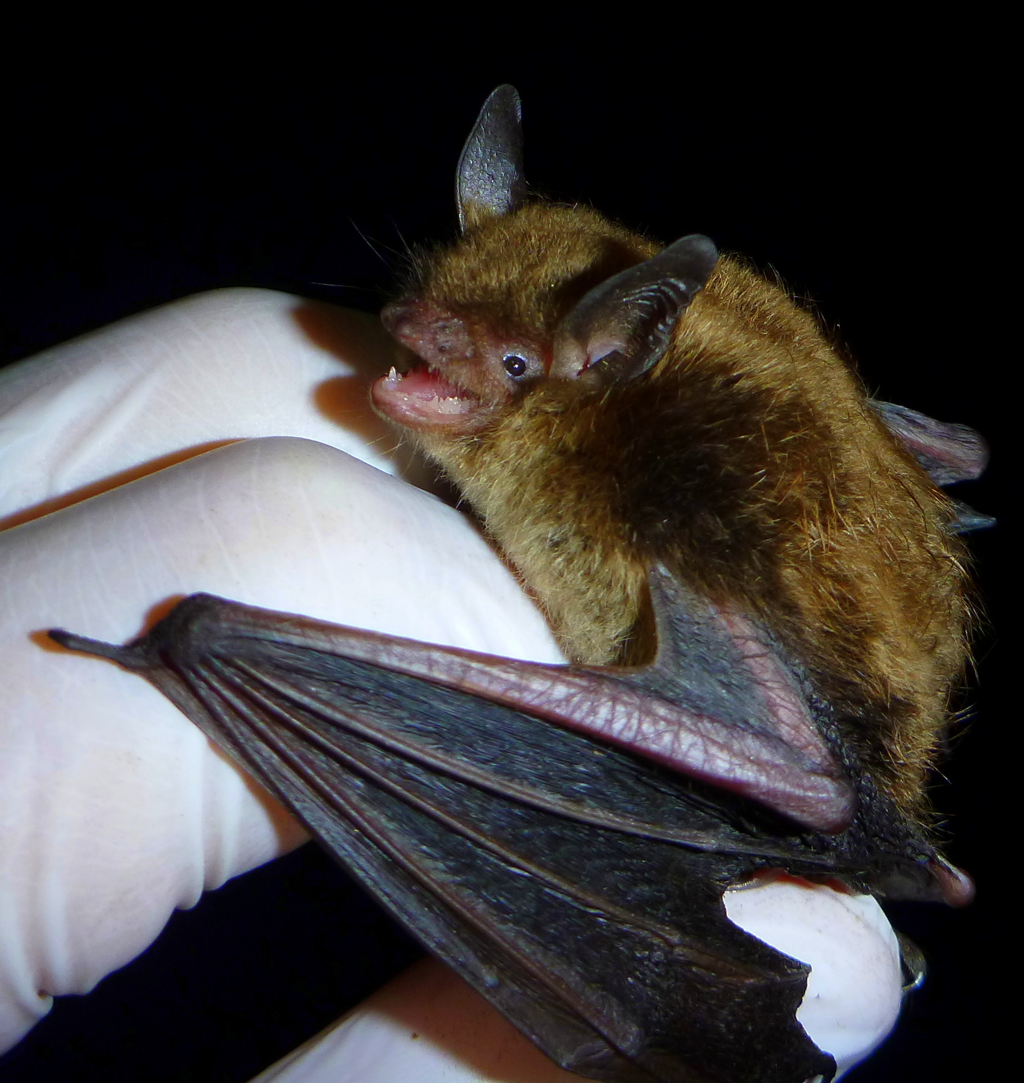 A little brown bat held in a white-gloved hand, mouth open, wing partially extended.