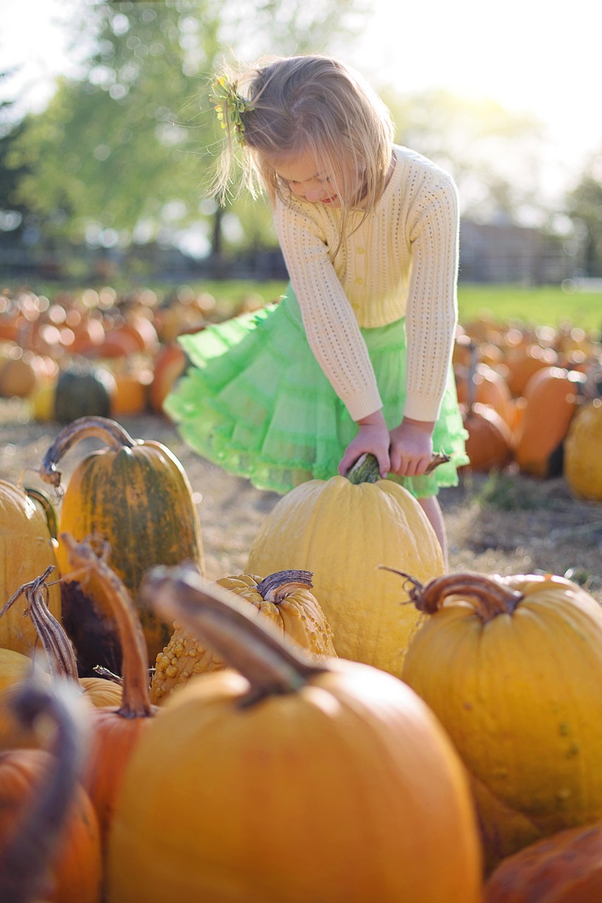 Pumpkins, little girl, pumpkin patch, harvest, produce, organic, vegetables, halloween tradition, pumpkin picking, pumpk