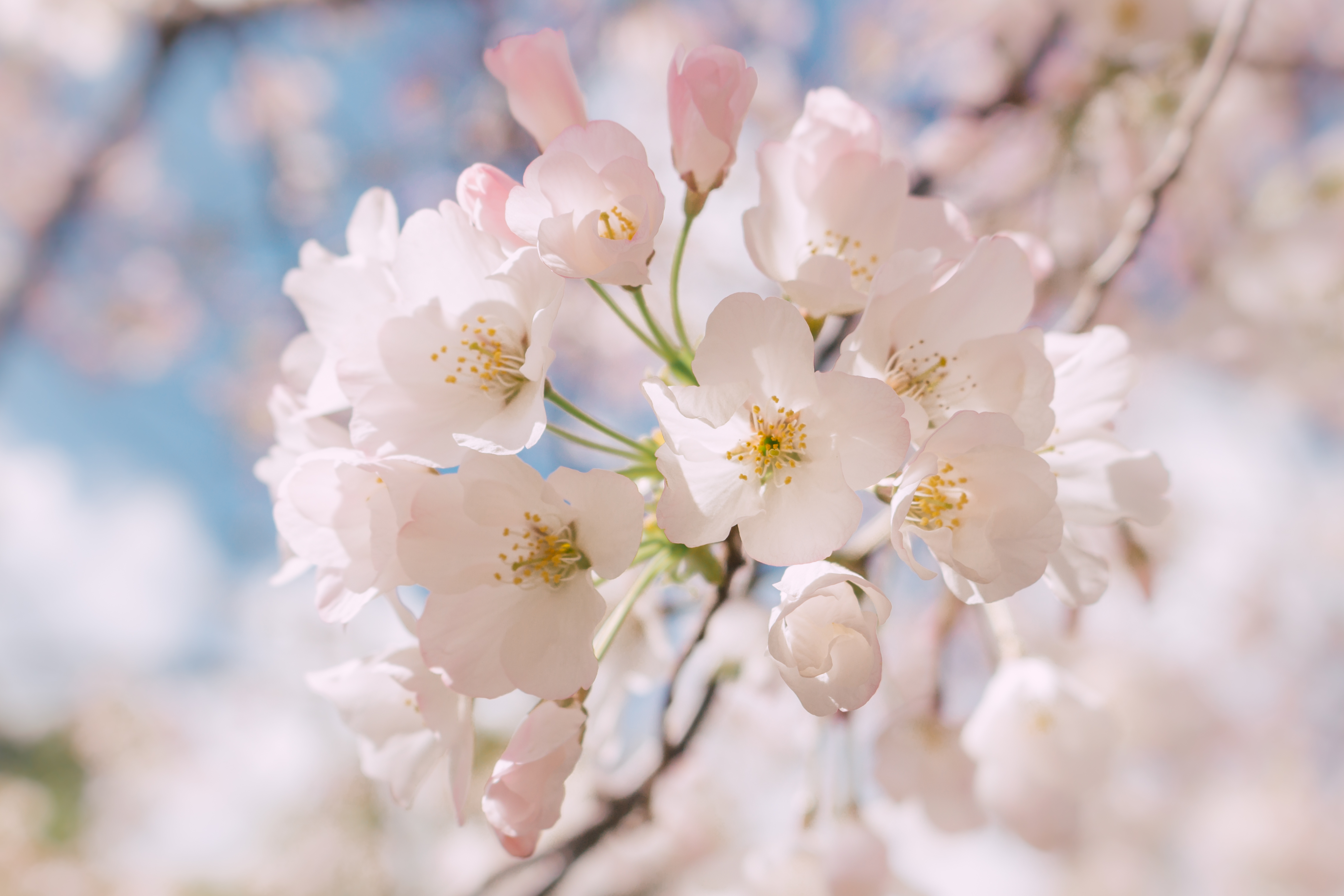 Close-up of pale pink and white tree blossoms with visible stamens against a blue sky.