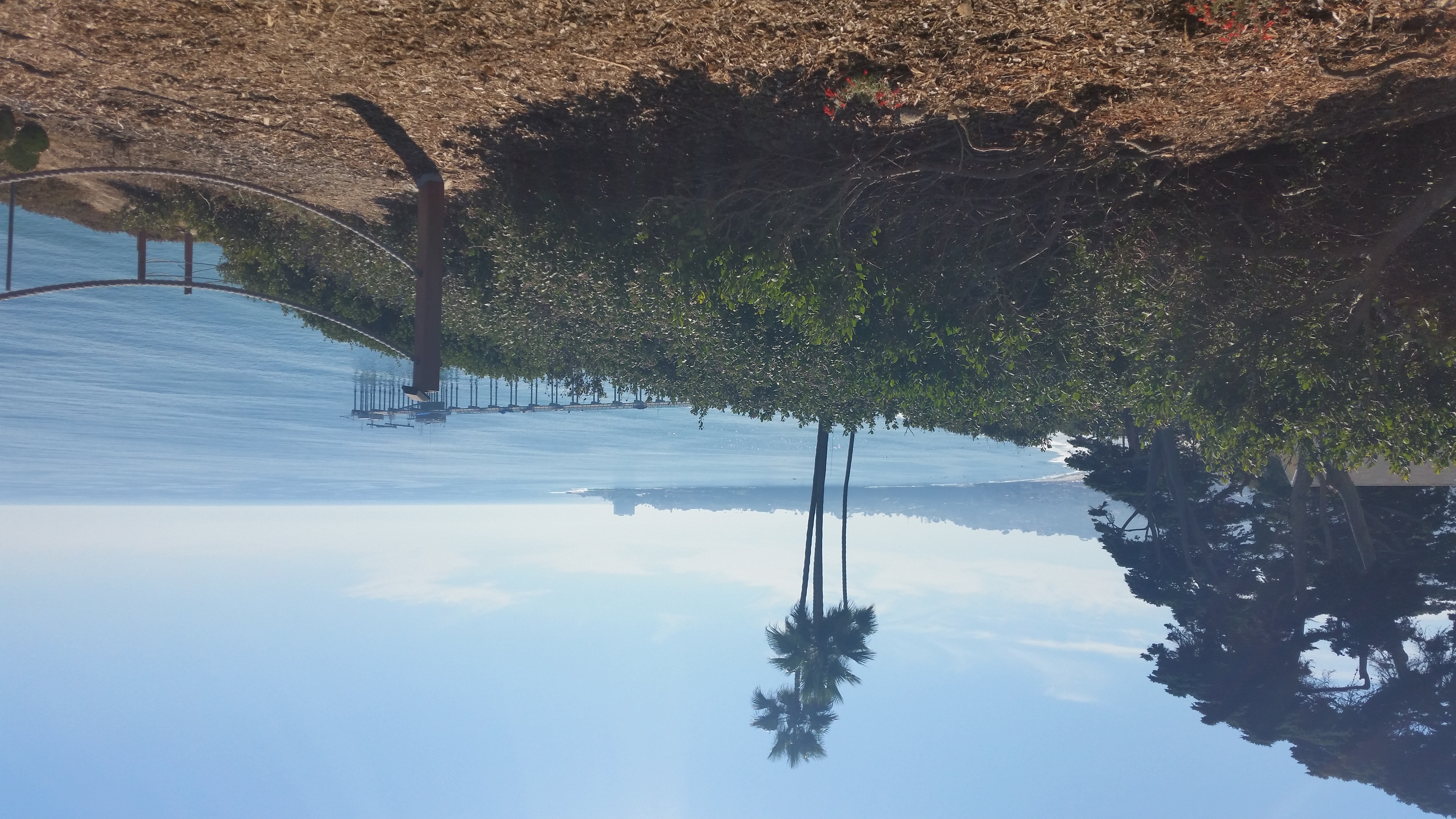 Coastal bluff with palm trees and a rope fence overlooking the Pacific Ocean and a distant pier.
