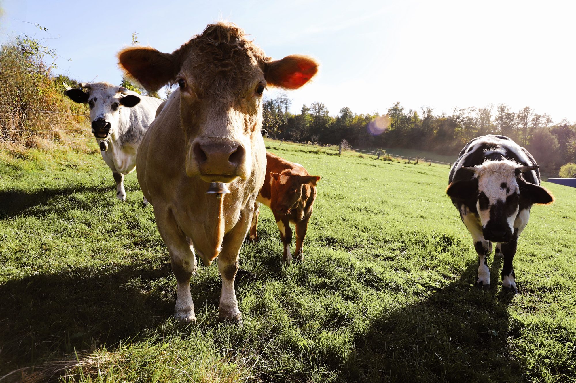Close-up of cows grazing in a lush meadow under bright sunlight.