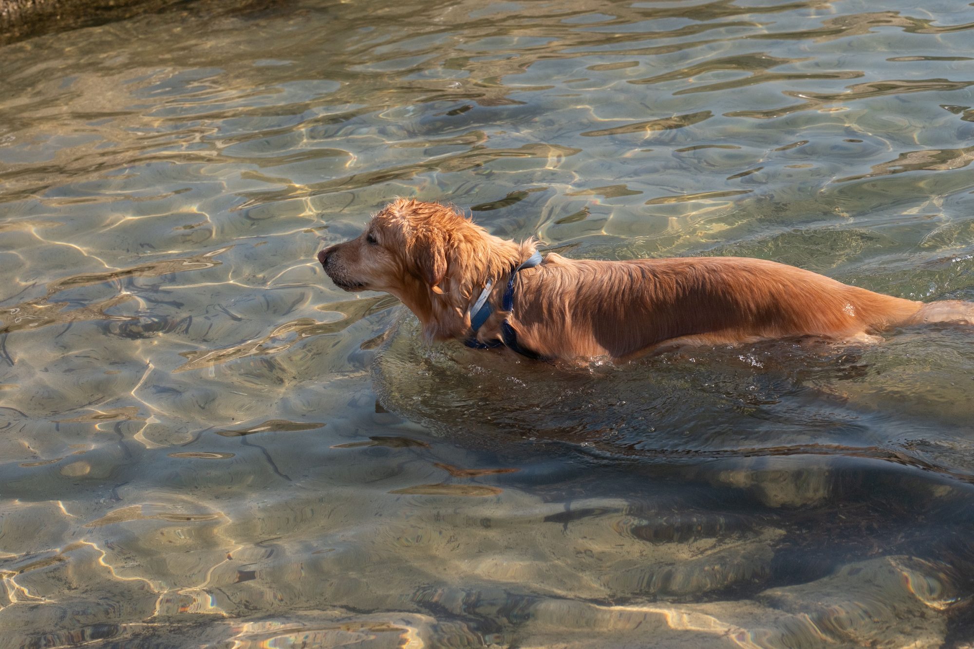 Golden retriever enjoying a swim in clear waters, capturing a joyful summer moment.