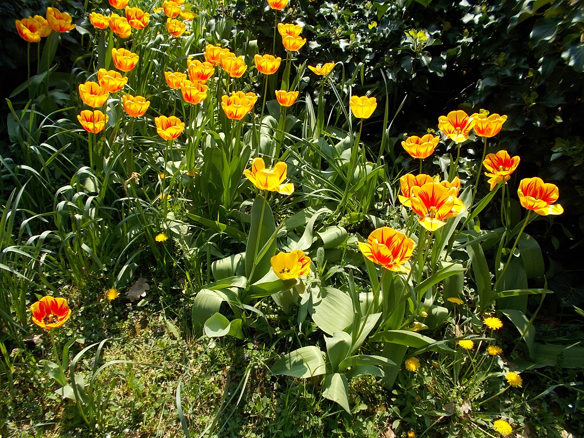 Dense garden bed of yellow and orange-red tulips in full bloom with green foliage.