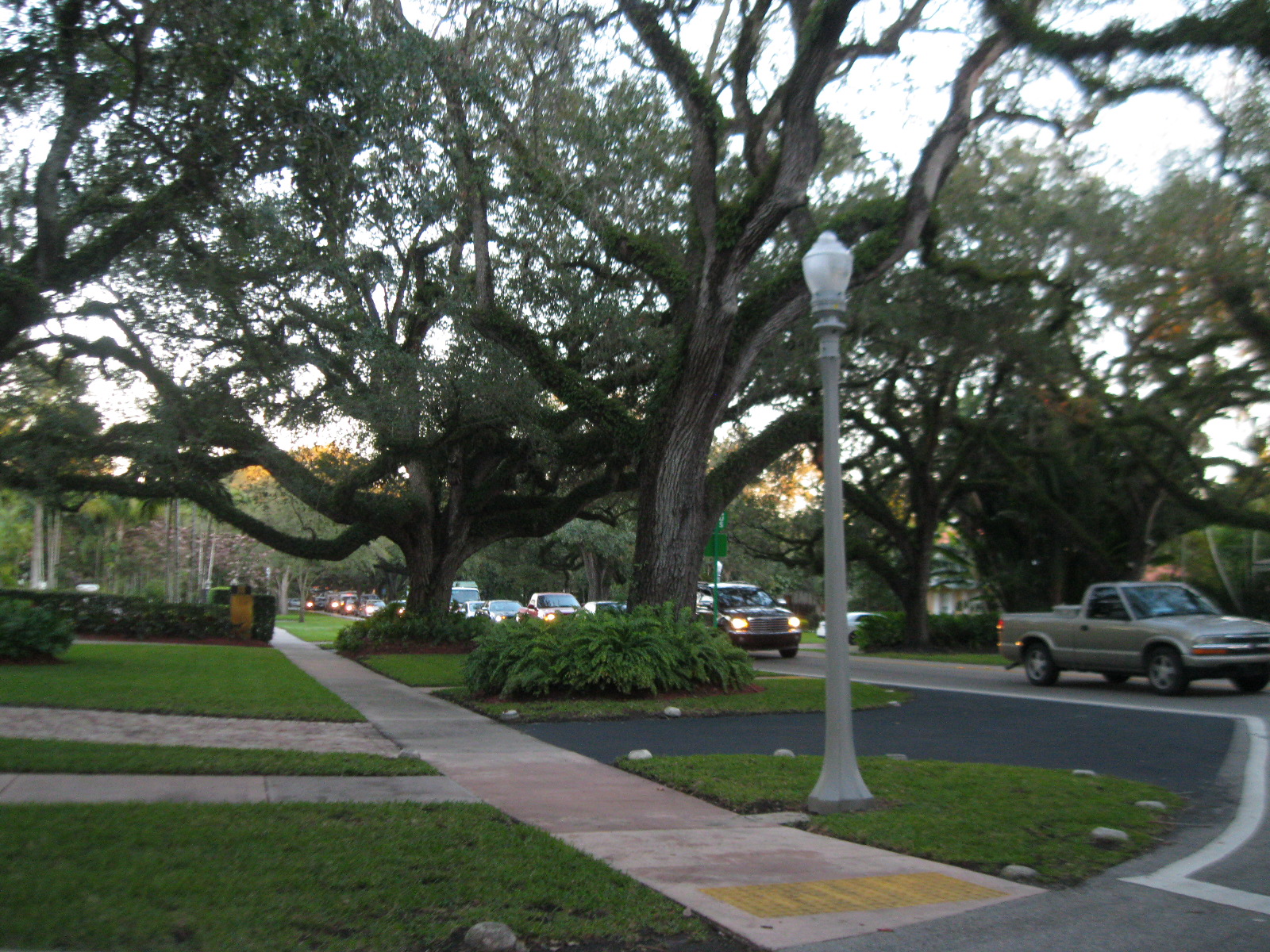 Large live oak trees form a dense green canopy over a shaded residential street.