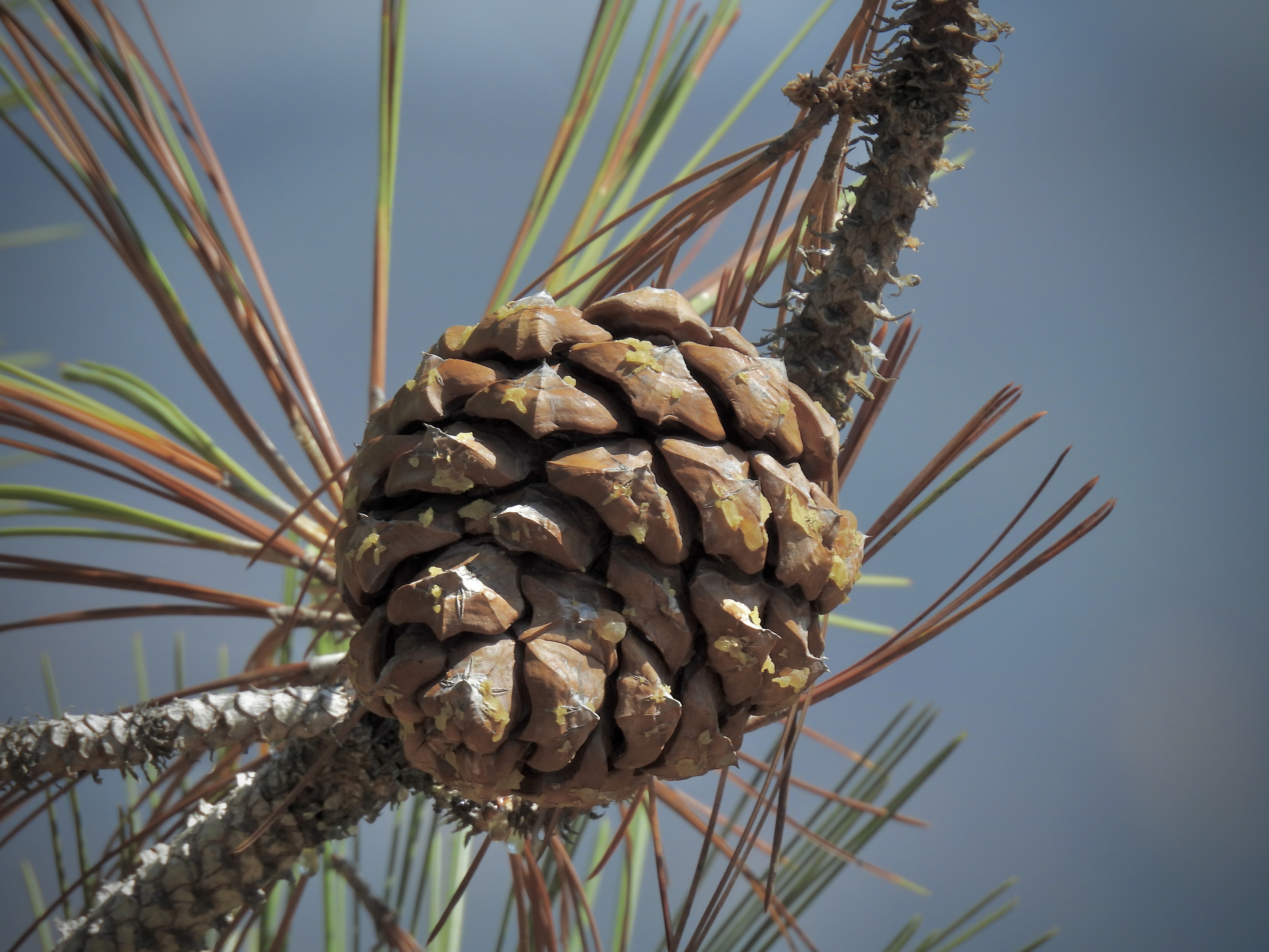 Close-up of a Torrey pine cone on a branch with long green needles.