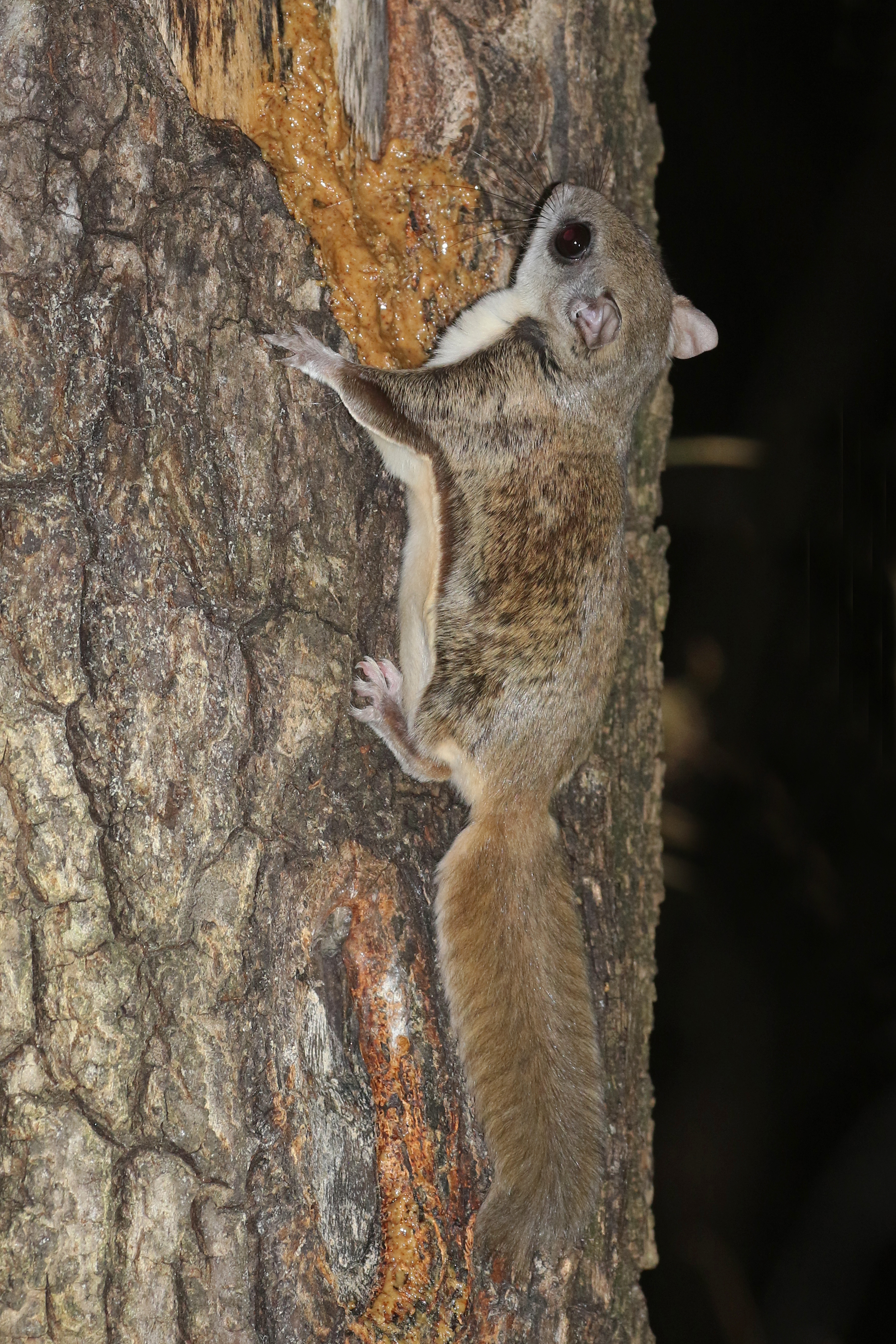 A small flying squirrel with large dark eyes clings to rough tree bark at night.