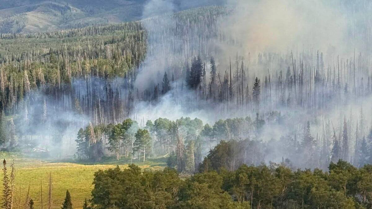 Smoke rises from burning trees on a forested hillside with a green meadow in the foreground.