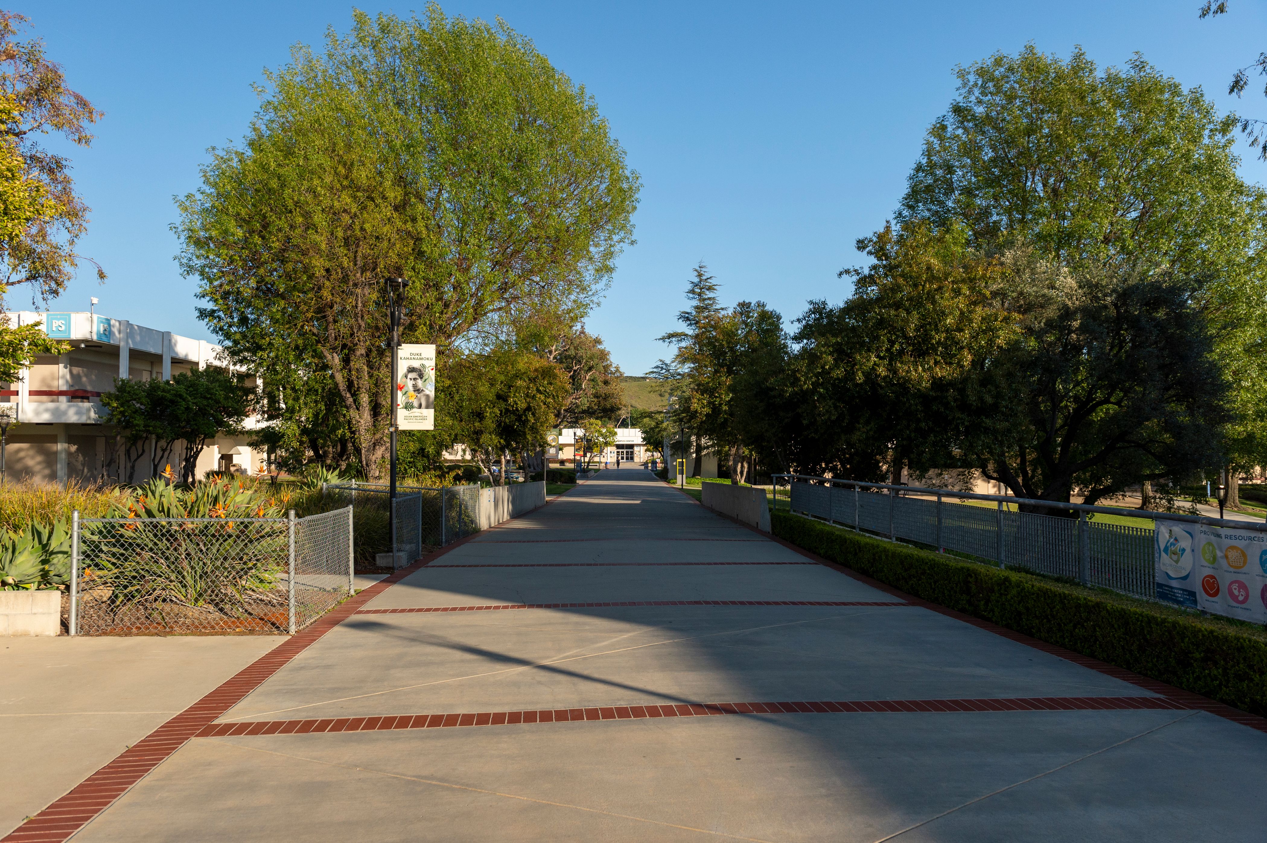 Tree-lined paved walkway cutting through a sunny college campus.