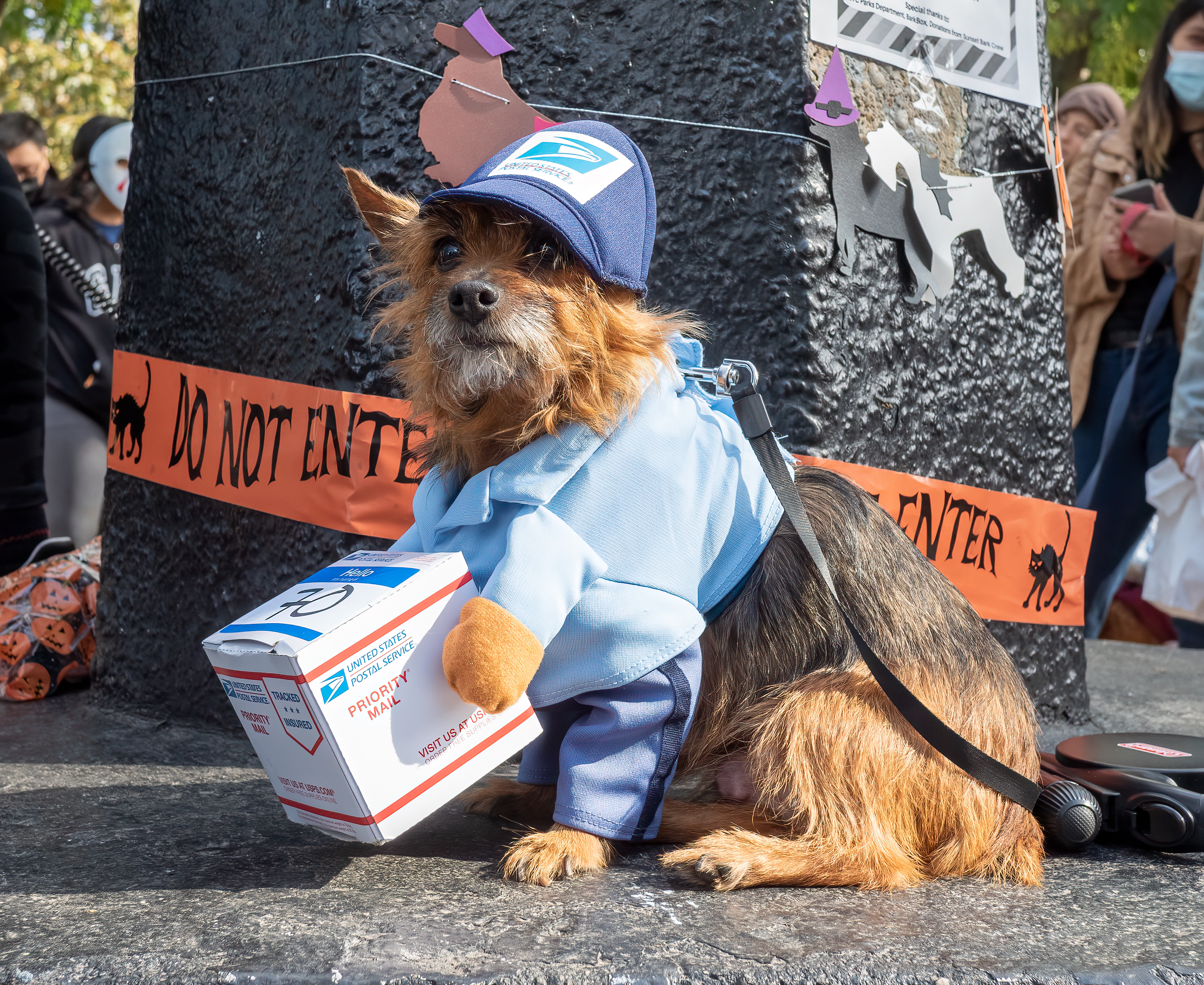 Small dog in a blue USPS mail carrier uniform and cap at an outdoor parade.