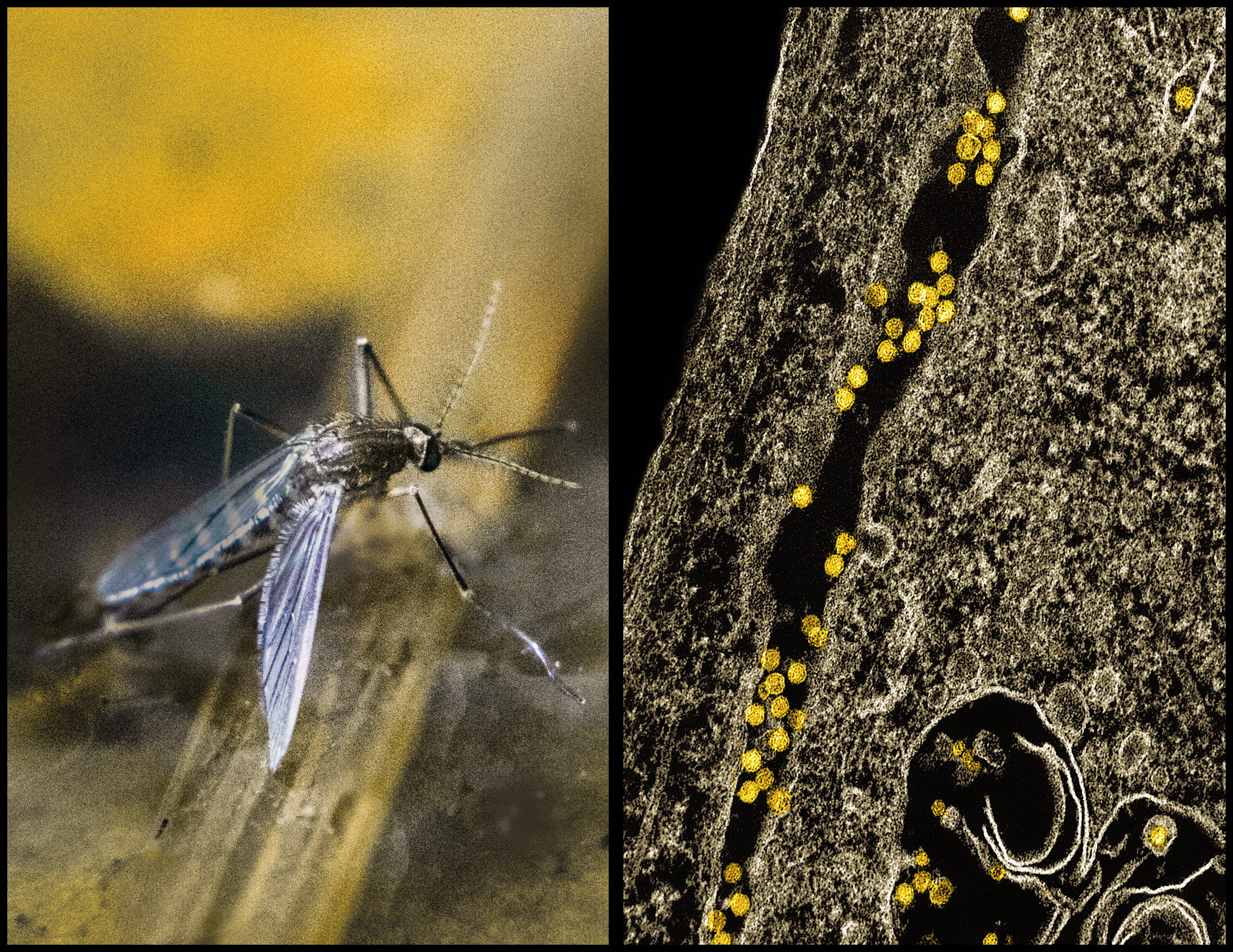 A Culex mosquito beside a colorized electron micrograph showing yellow West Nile virus particles in an infected cell.