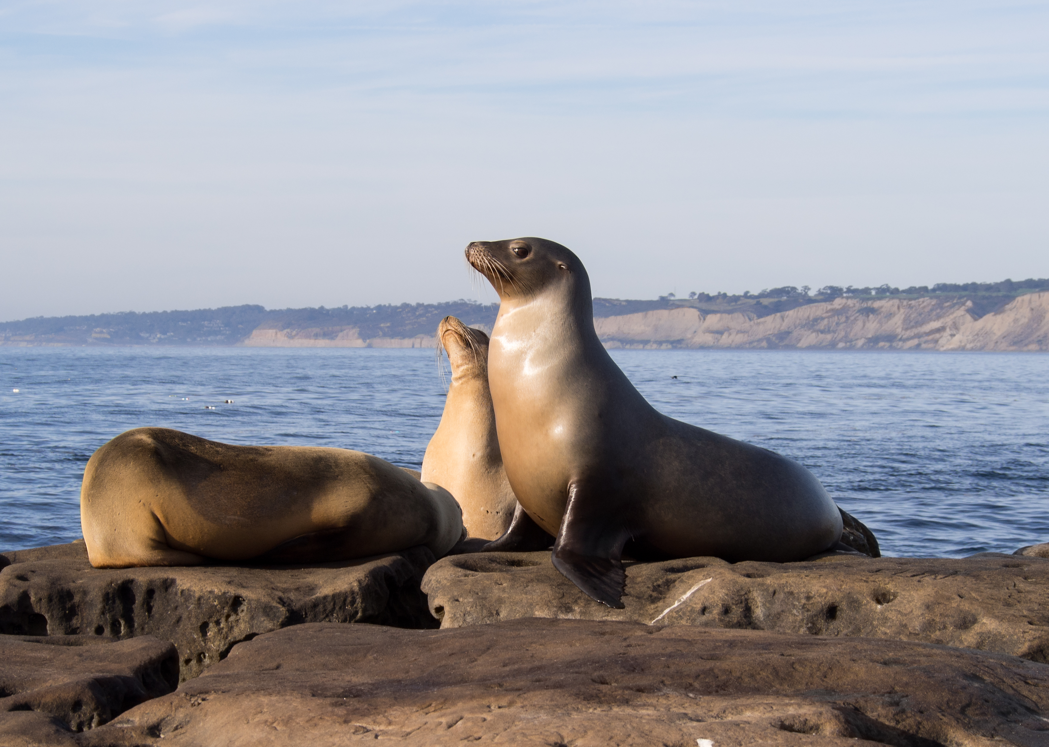 Two sea lions resting on coastal rocks with ocean and bluff in background.
