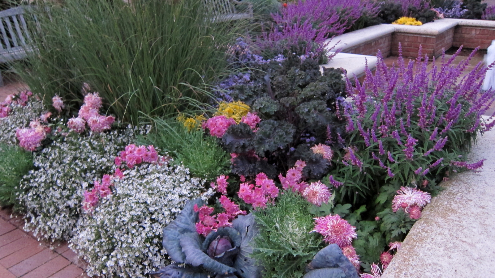 Colorful fall garden border with ornamental kale, chrysanthemums, and purple salvia.