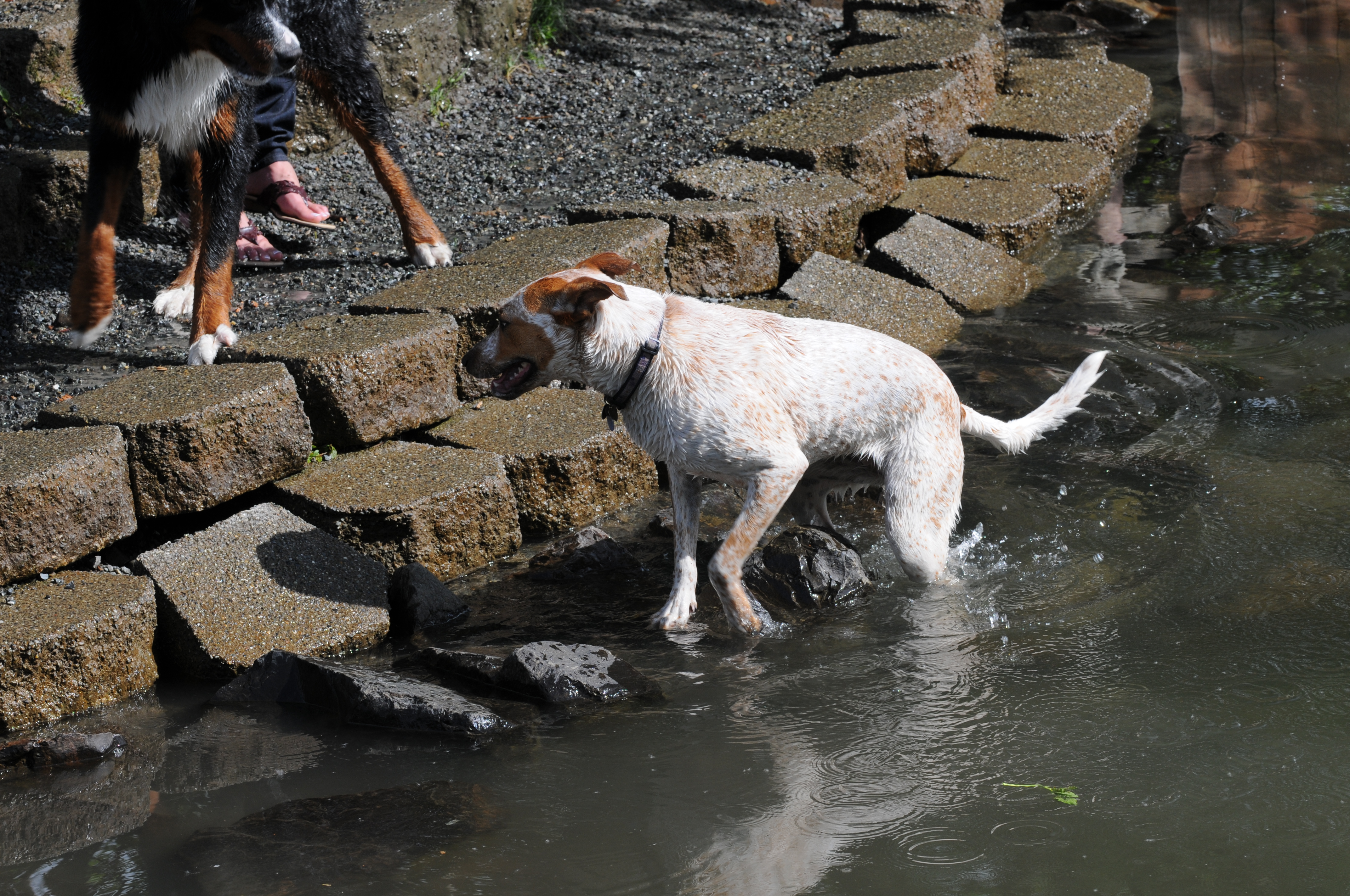 A brown and white dog wades in shallow water at an off-leash dog area.
