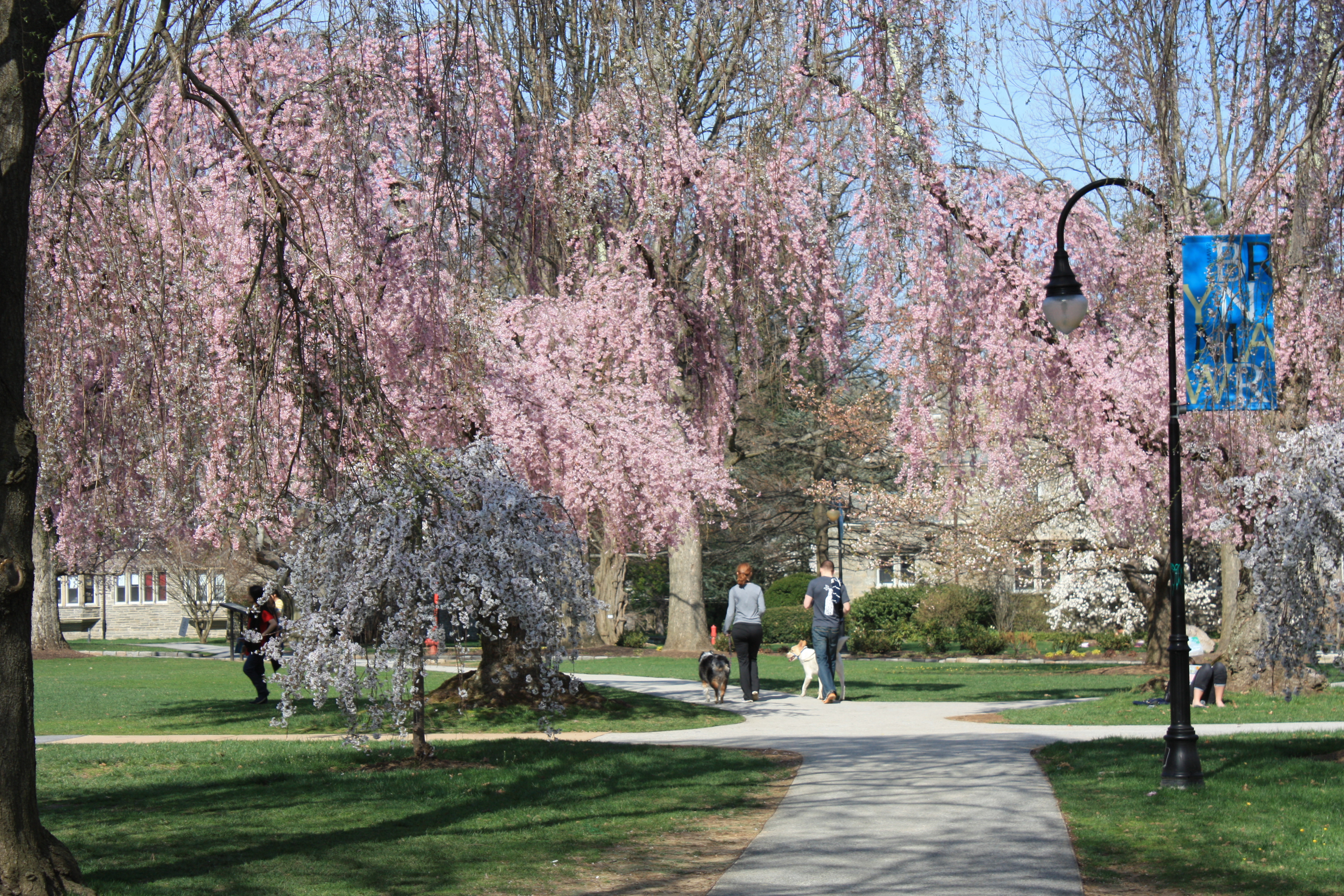Tree-lined campus walkway with weeping cherry trees in pink bloom and a blue banner on a lamp post.