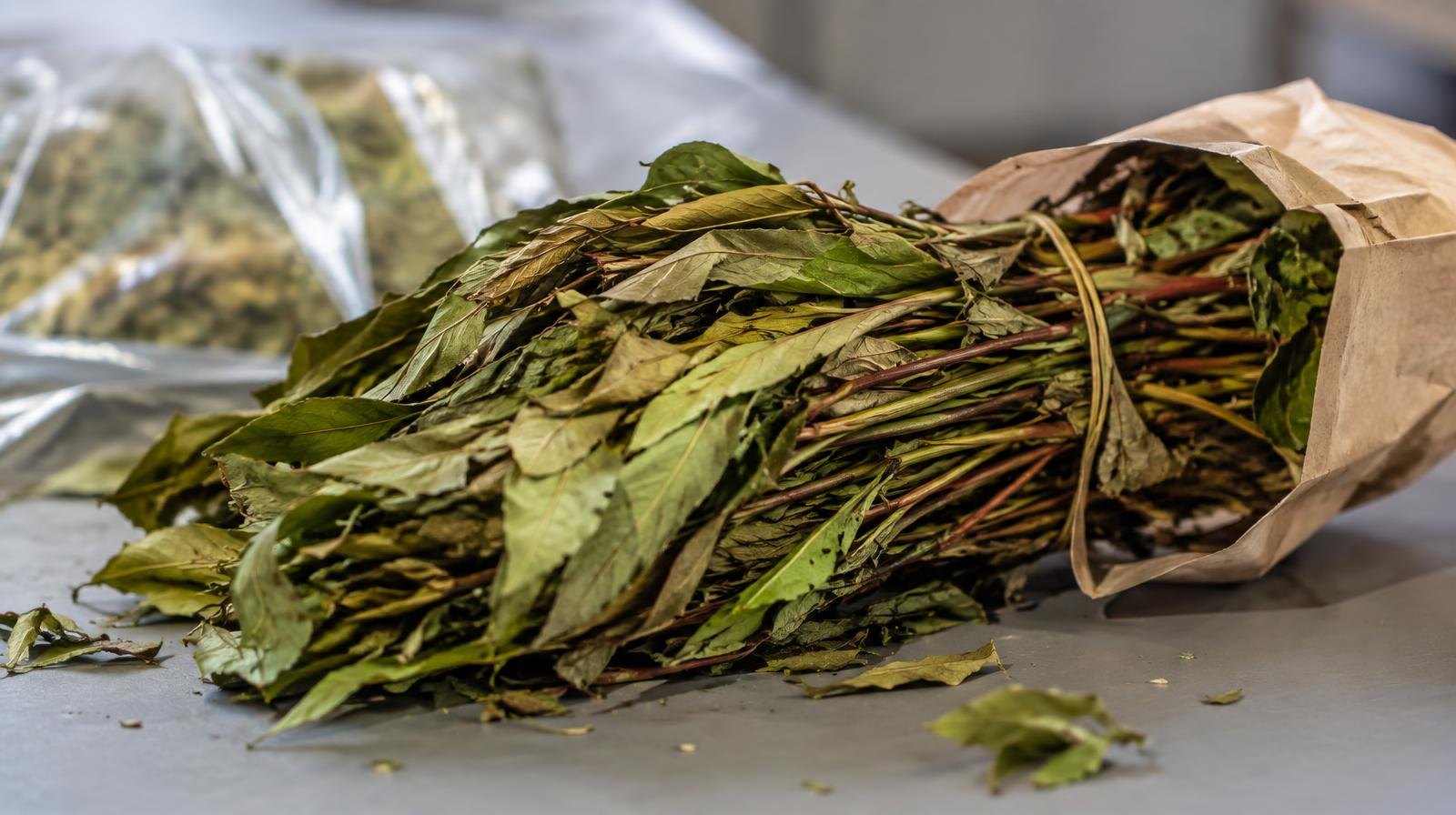 A bundle of dried plant stems and leaves arranged on a plain surface.