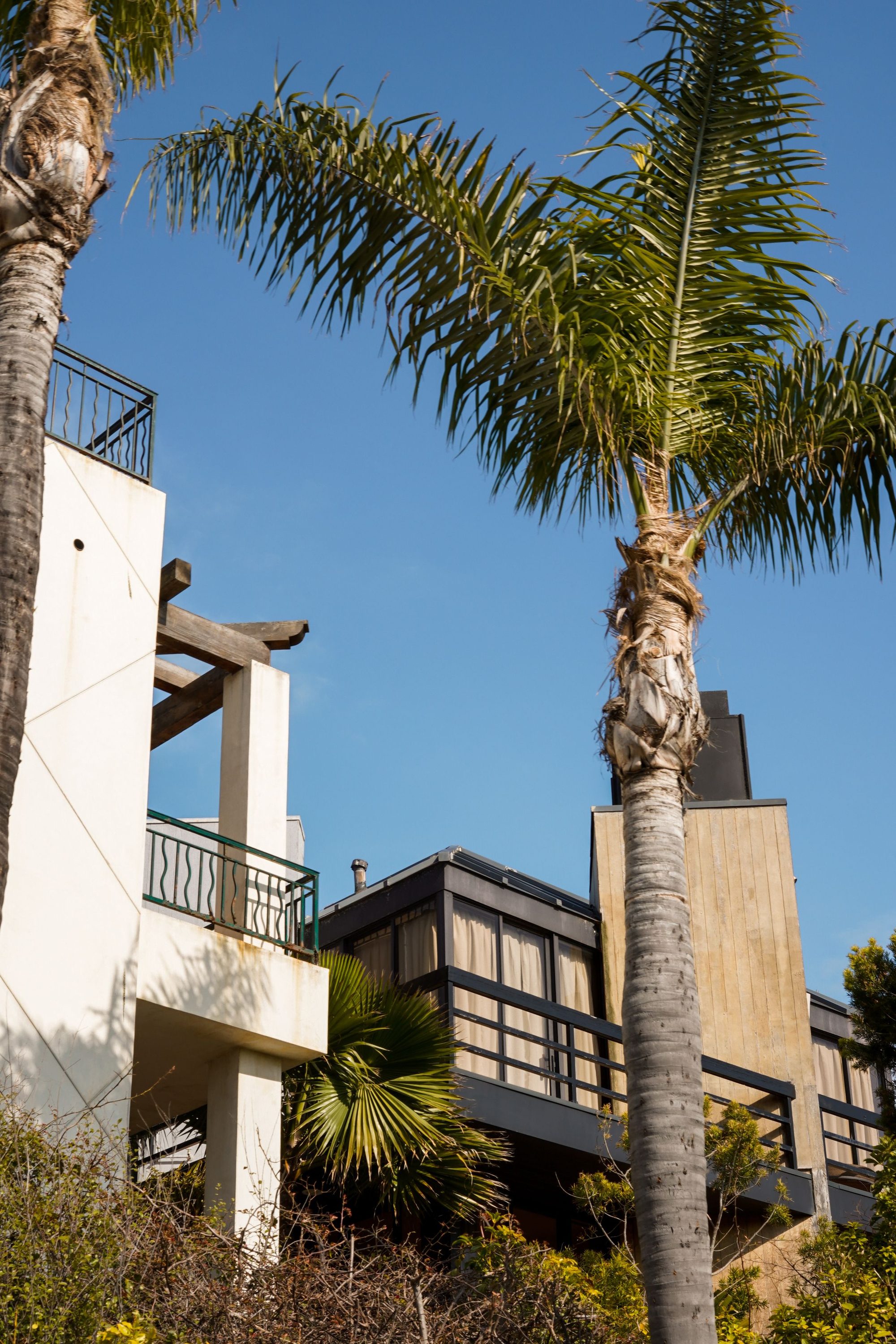 Contemporary houses in Los Angeles, framed by palm trees under a clear sky.