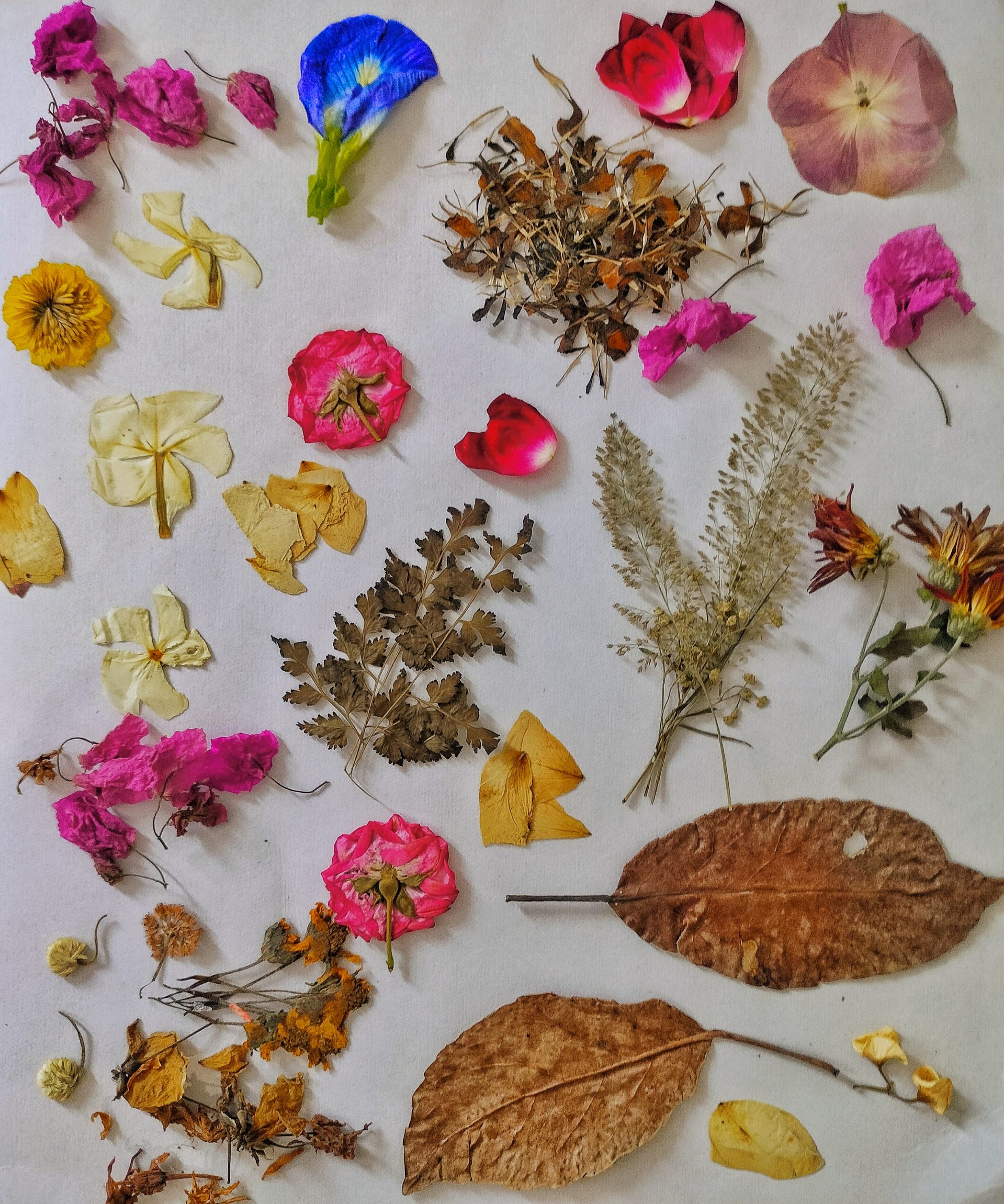 Pressed Flowers