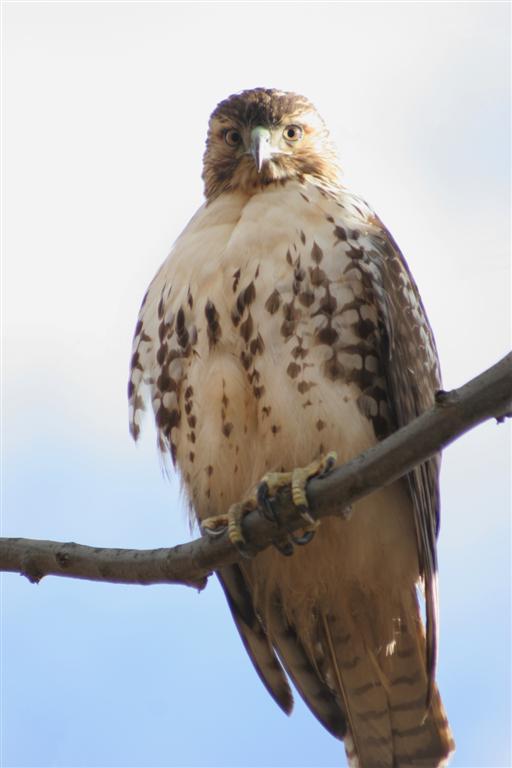 A red-tailed hawk perched on a bare tree branch, viewed from below against a pale sky.