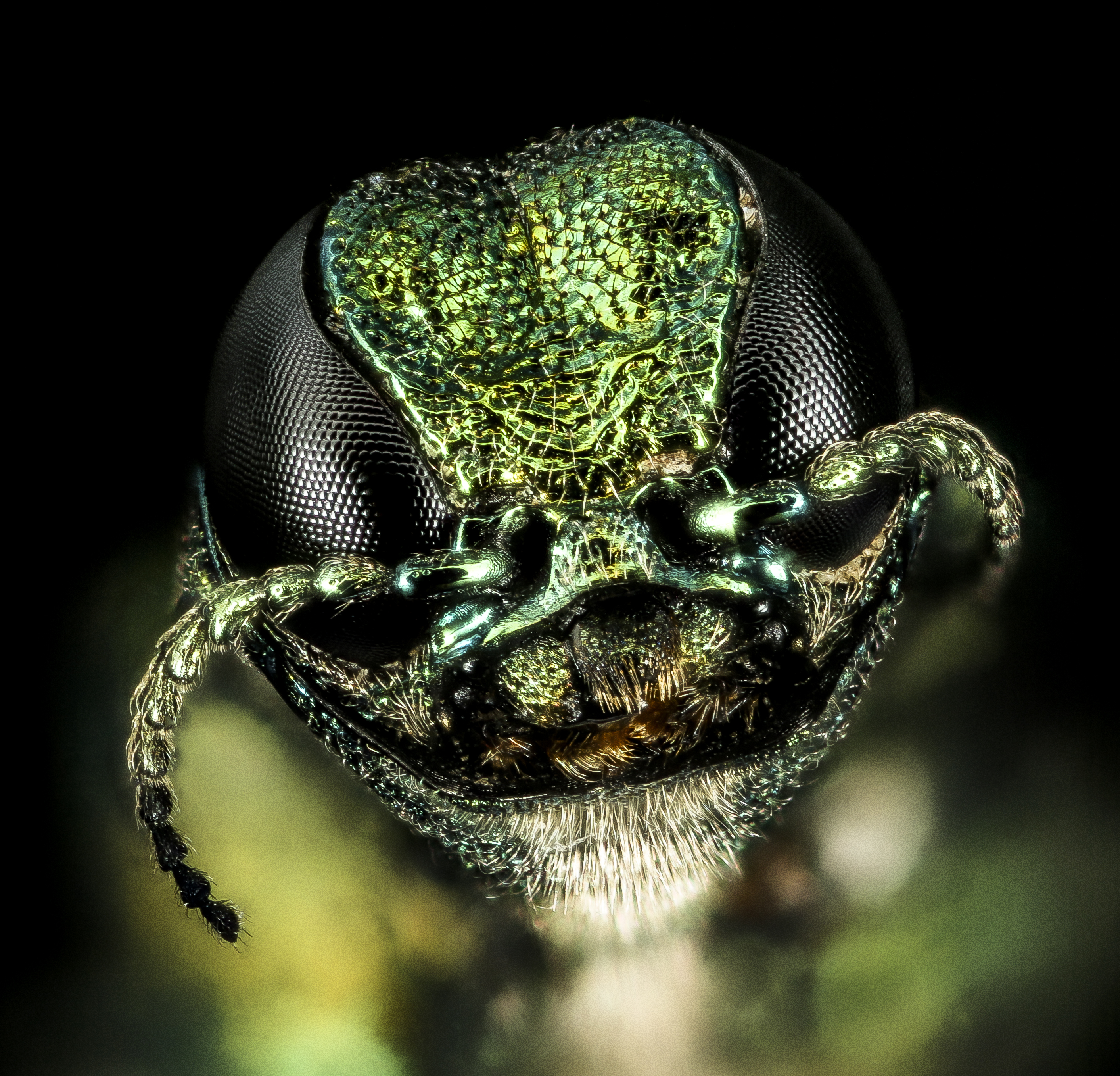 Frontal close-up of a metallic green beetle's head with large compound eyes against a black background.