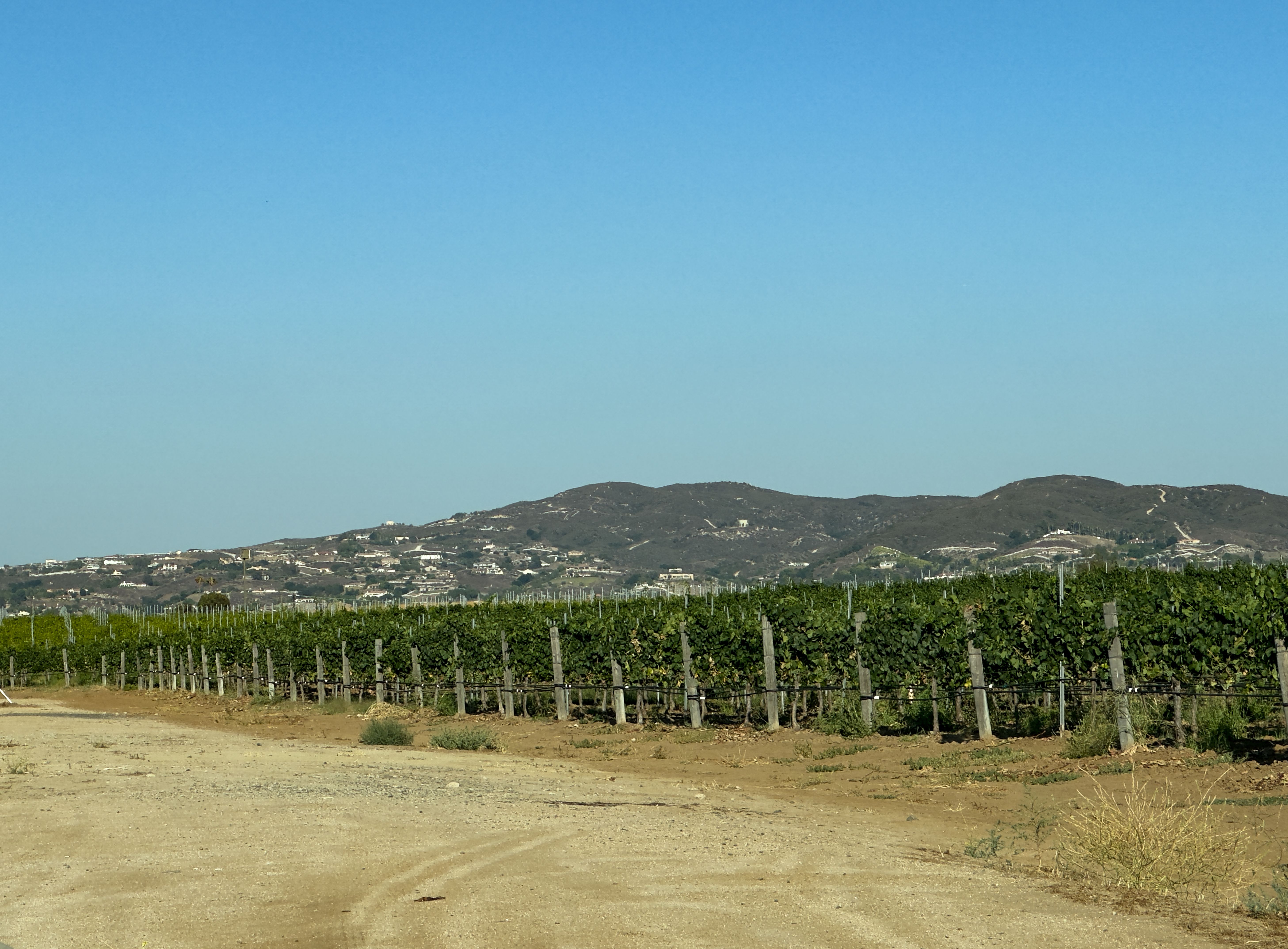 Rows of trellised grapevines extend across a vineyard under a clear blue sky.