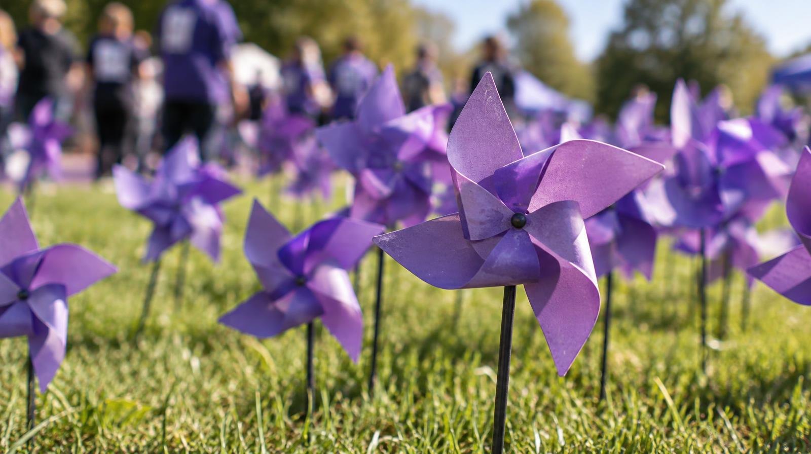 Cluster of purple pinwheels planted in green grass on a sunny day.