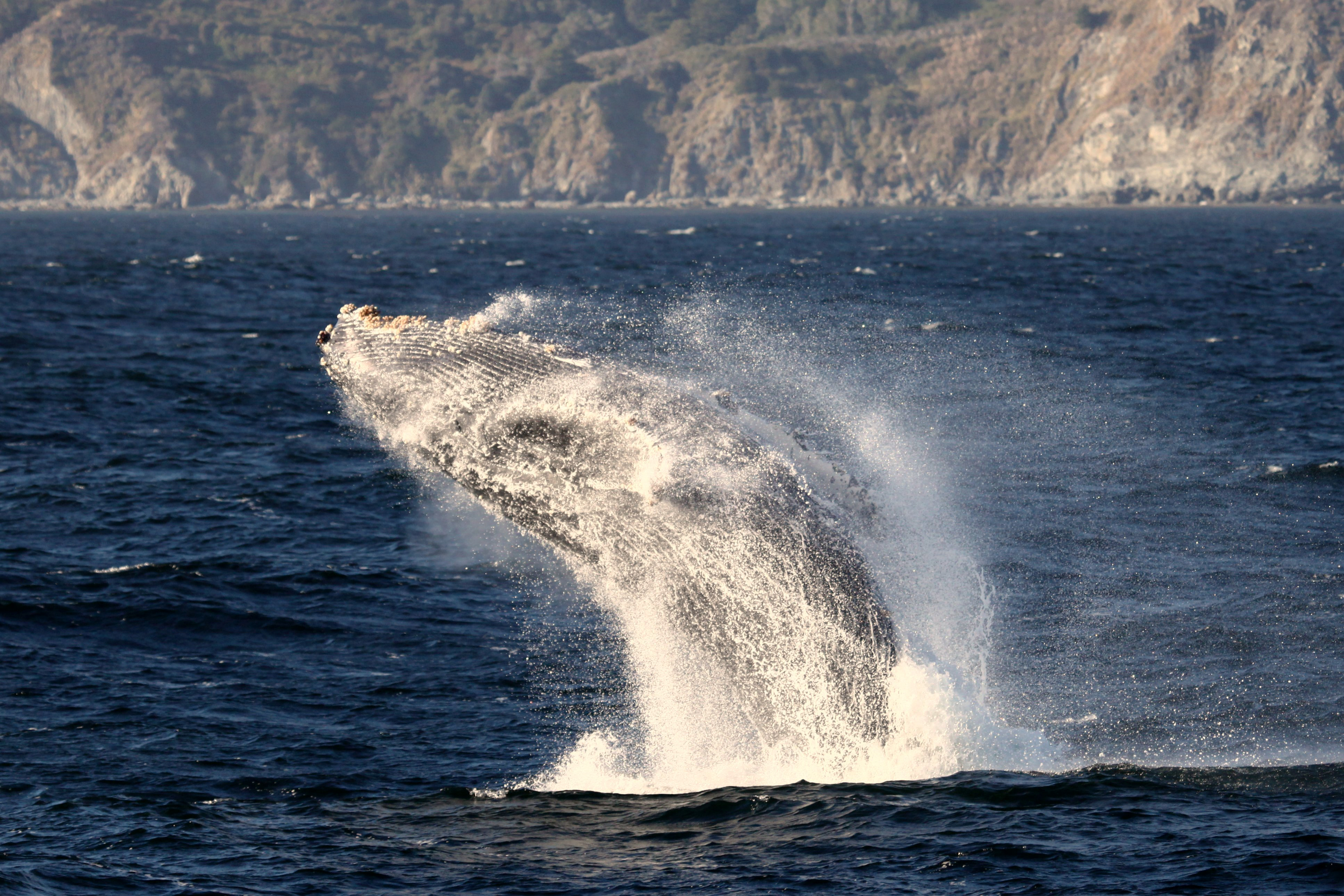 Humpback whale leaping out of the ocean near rocky coastal cliffs.