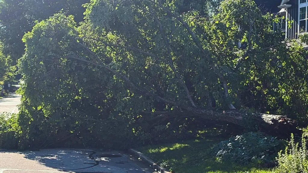 A large fallen tree with green leaves blocking a residential street near a house.