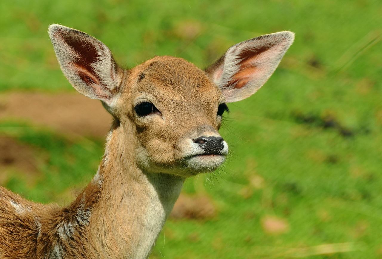 Deer, fawn, young deer, wild, bambi, fallow deer, cub, forest animal, roe deer, deer, deer, deer, deer, deer