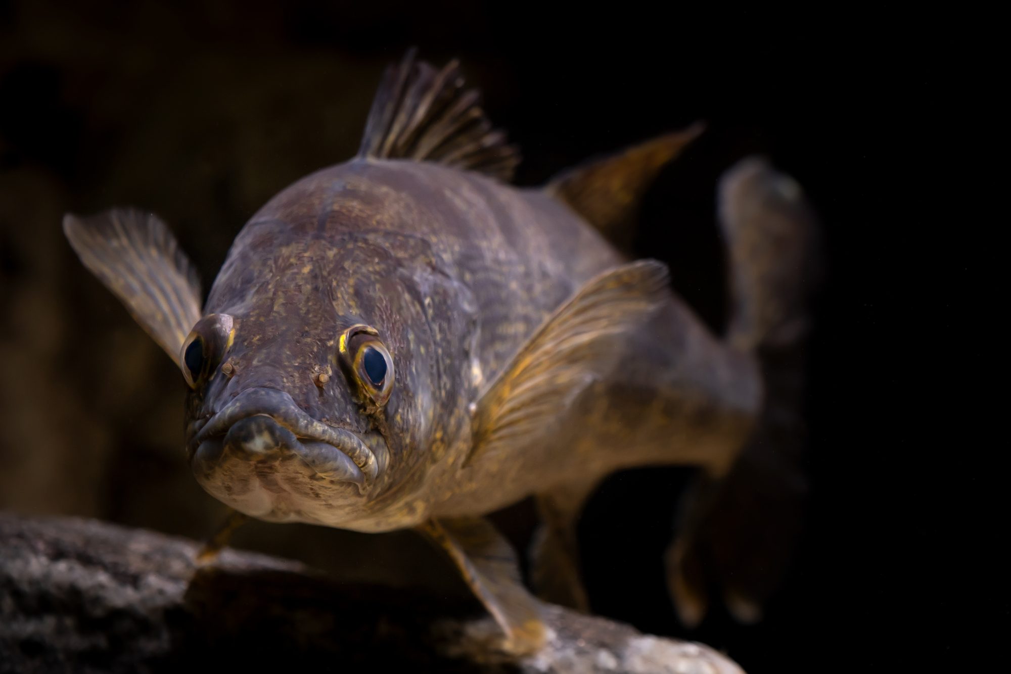 Walleye photographed at Gavins Point National Fish Hatchery in Yankton, SD by Sam Stukel (USFWS).