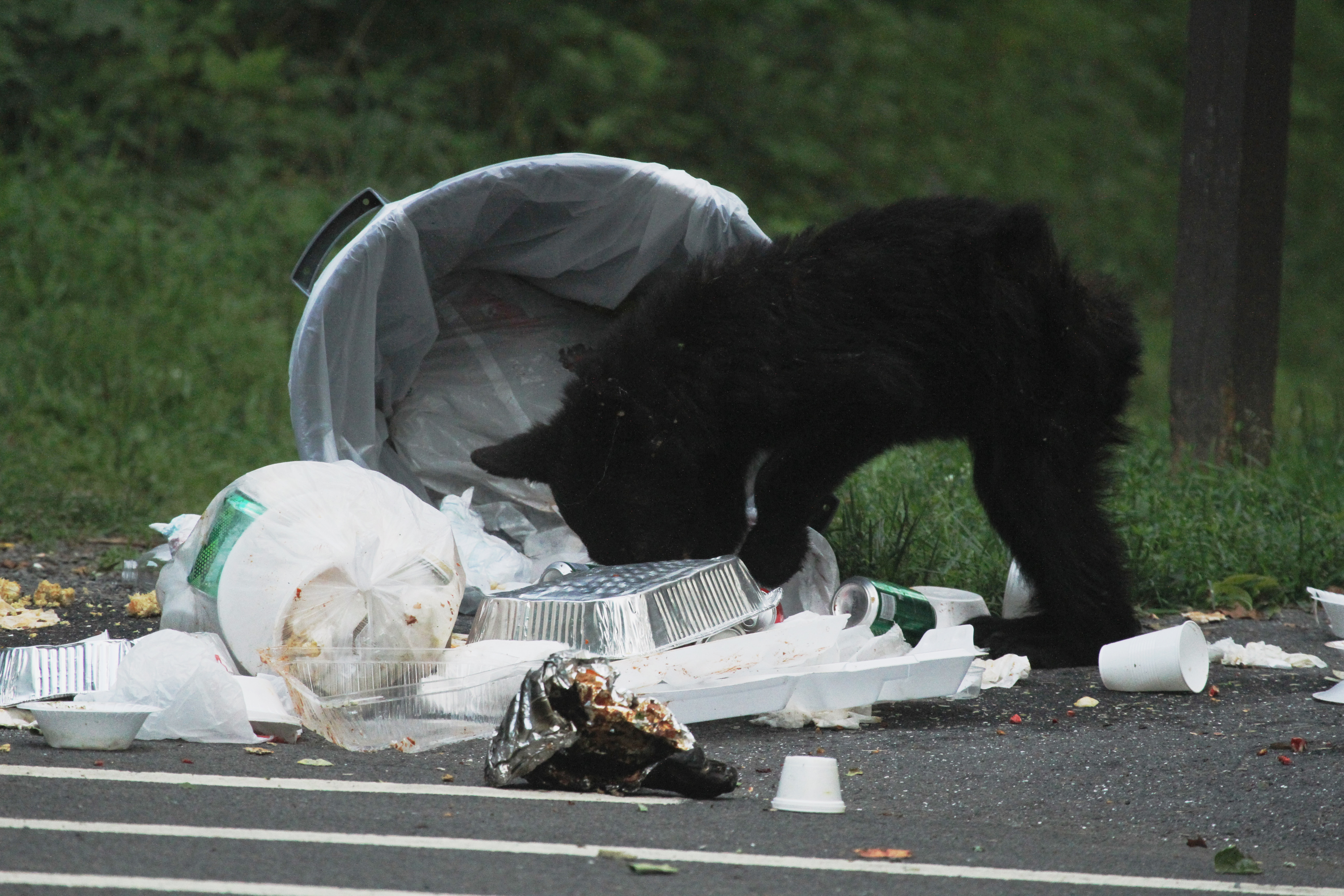 A black bear foraging through scattered trash and an overturned garbage can on pavement.
