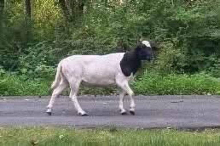 A white goat with a black head walking alone on a paved road near green vegetation.