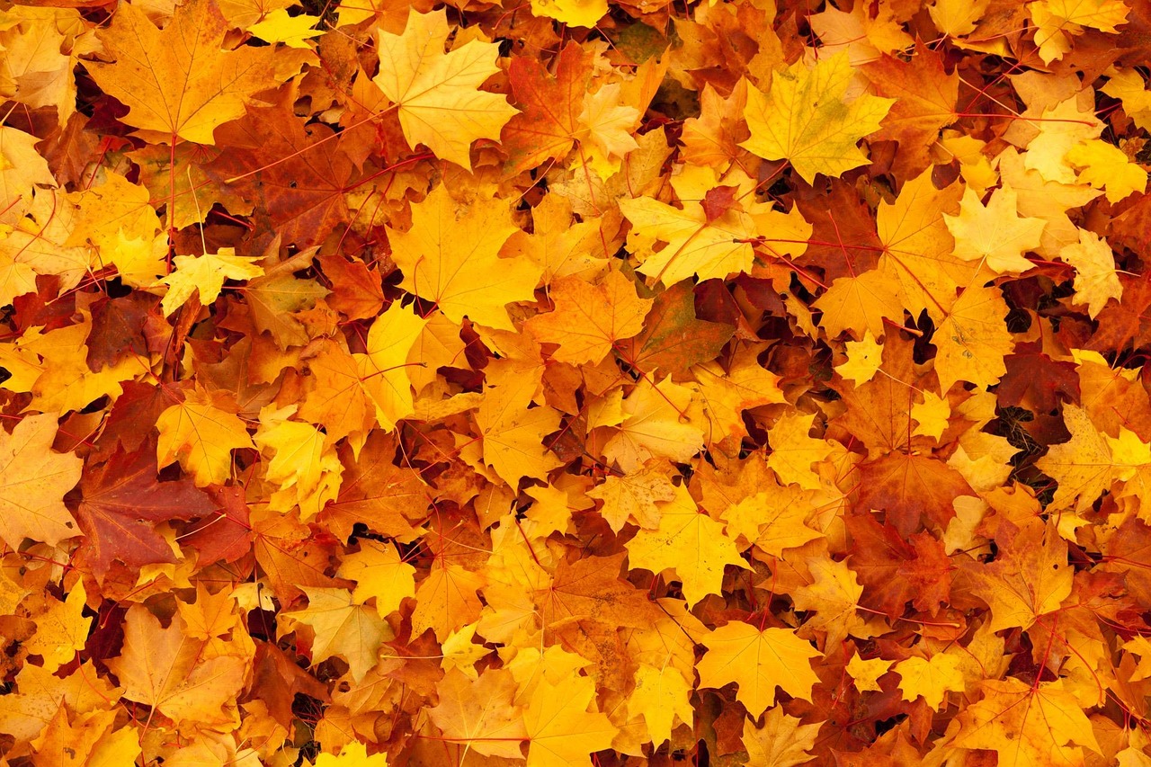 Autumn, leaves, 4k wallpaper, foliage, cool backgrounds, windows wallpaper, autumn leaves, full hd wallpaper, beautiful