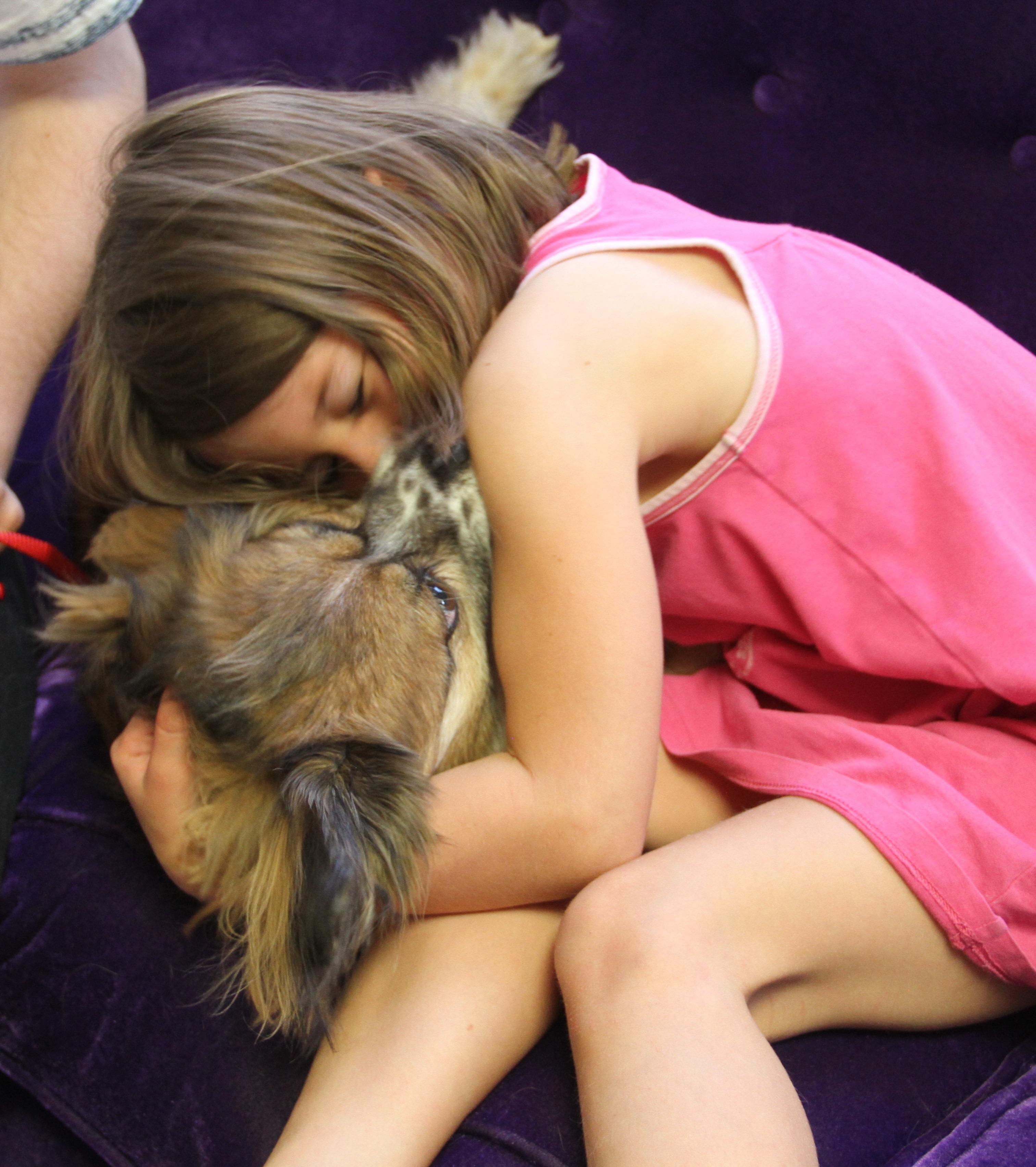 Young girl in a pink dress hugging a small fluffy therapy dog.
